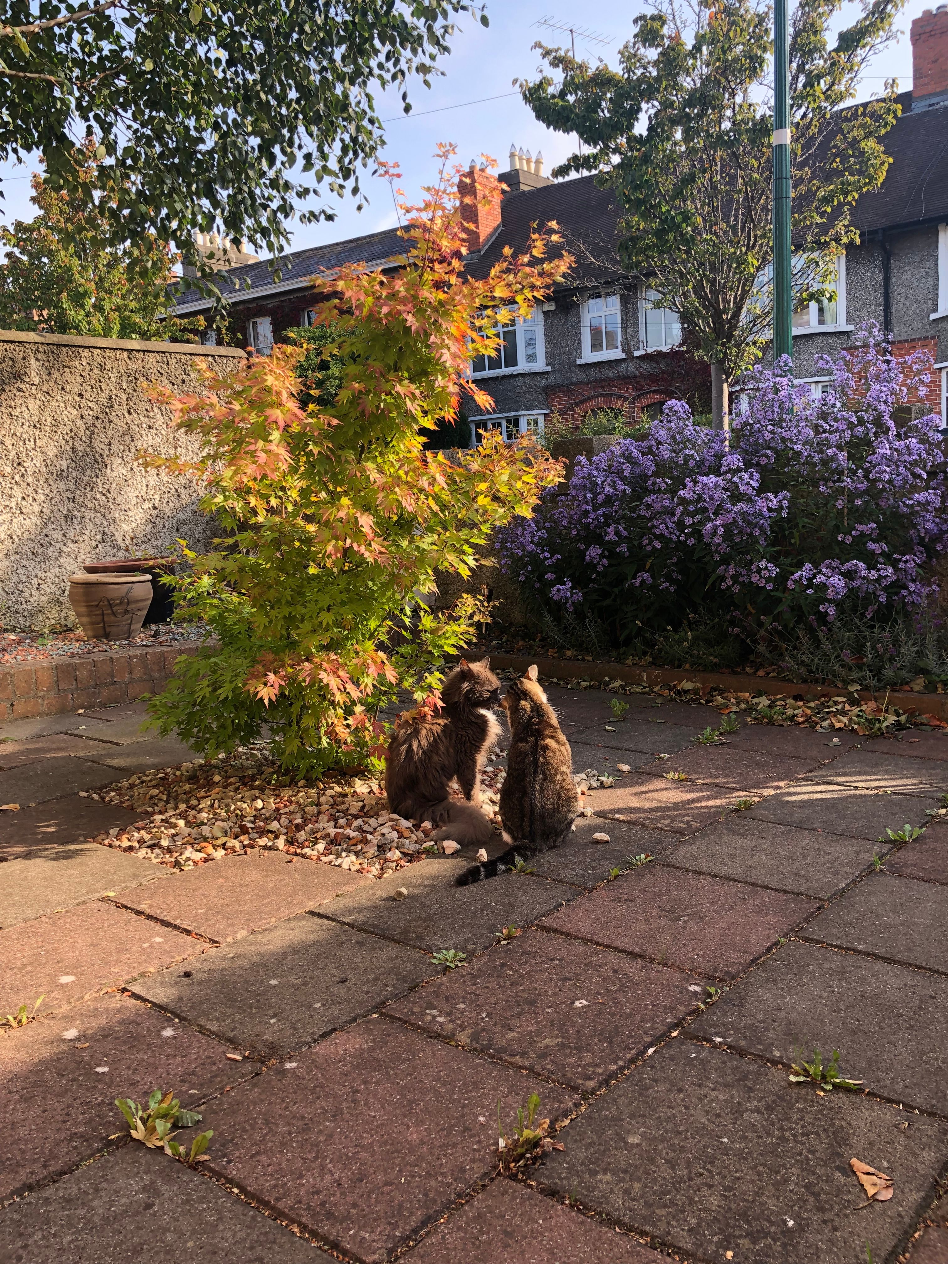 image-5