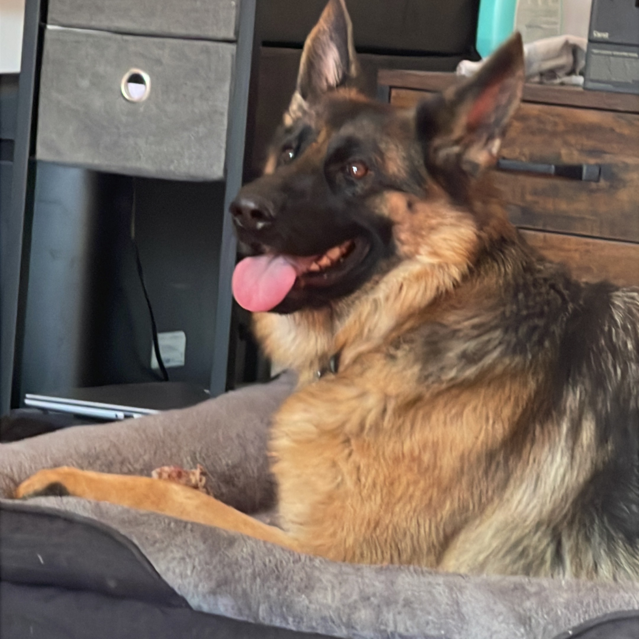 Zena
