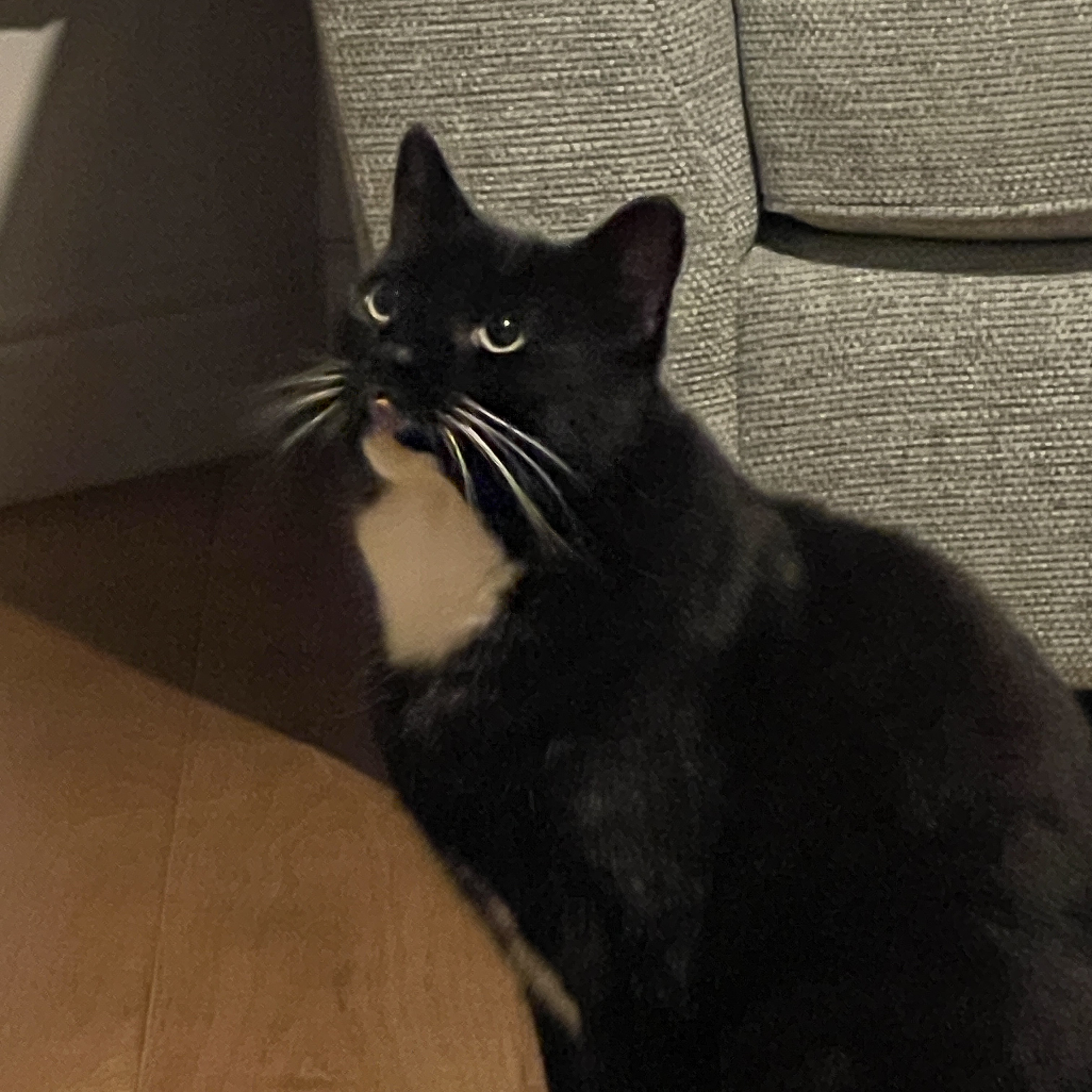 Cosmo