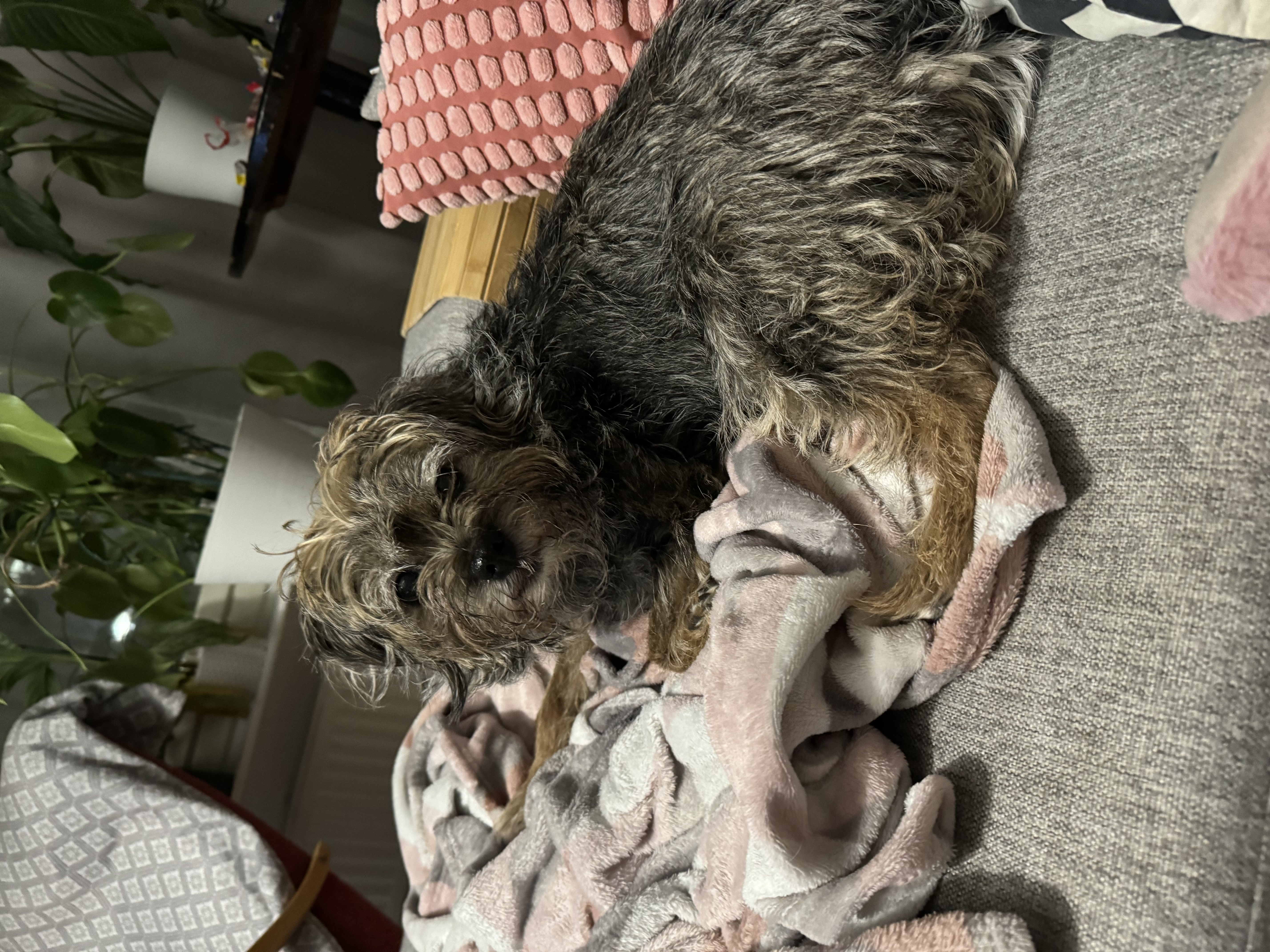 image-7