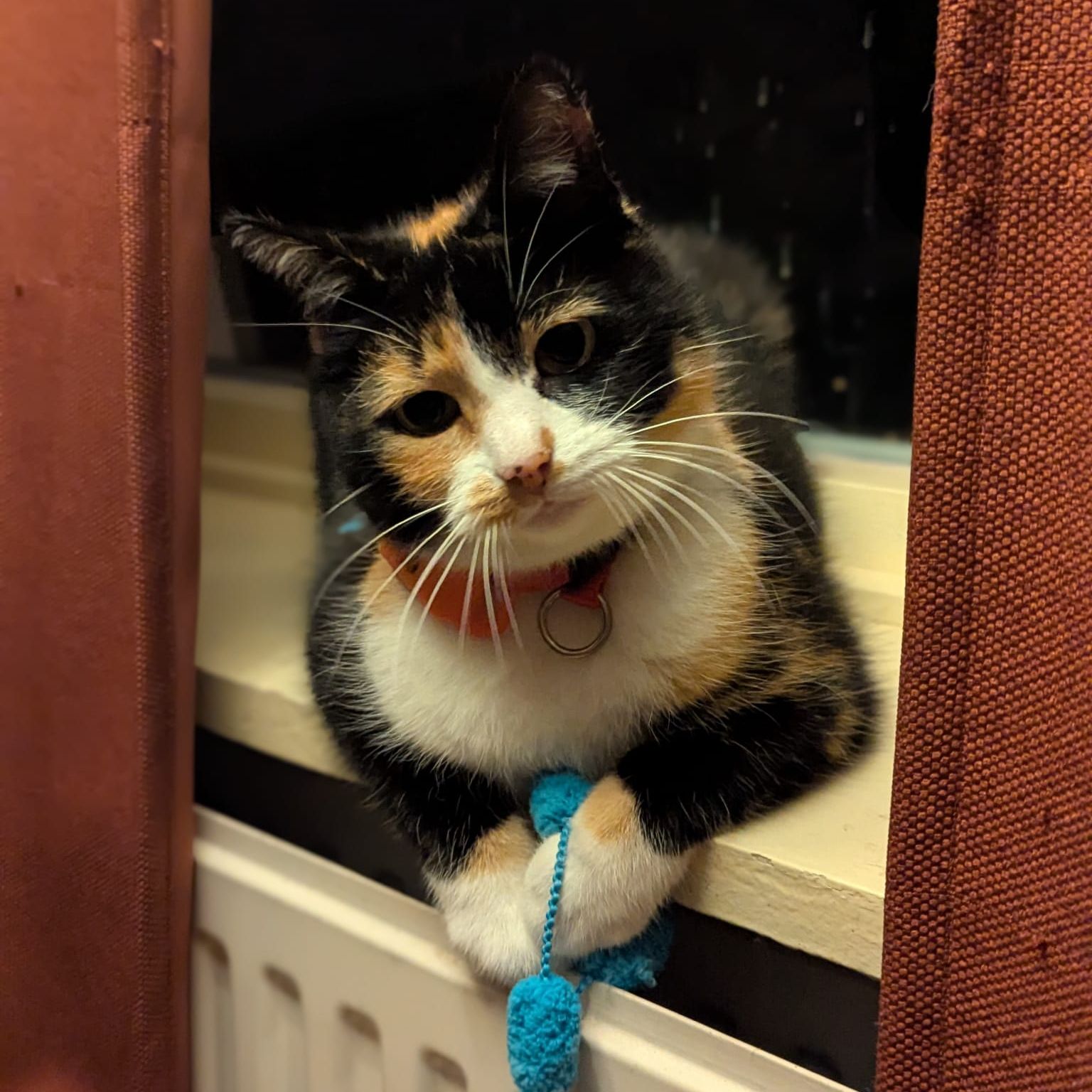 Twinkle Queen of the house