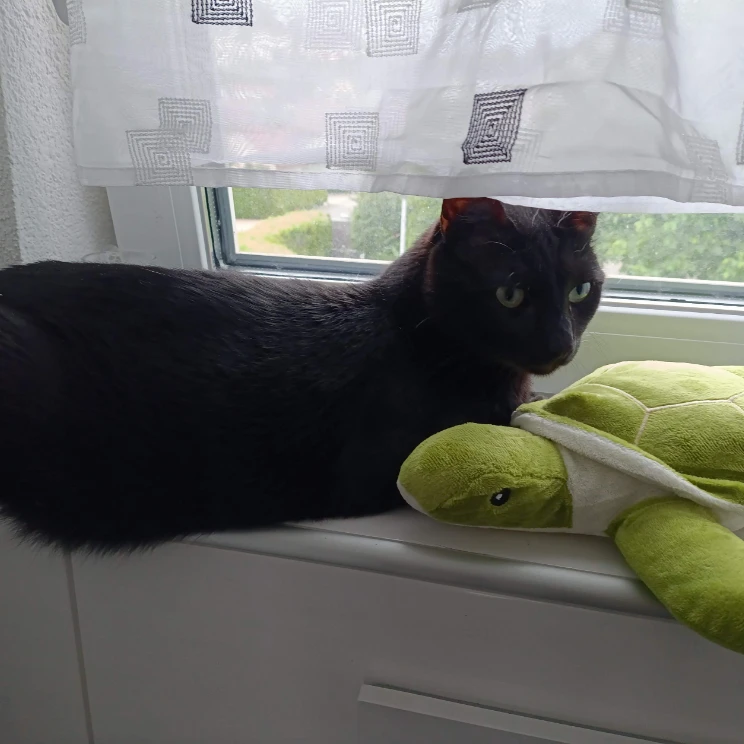 Nemo