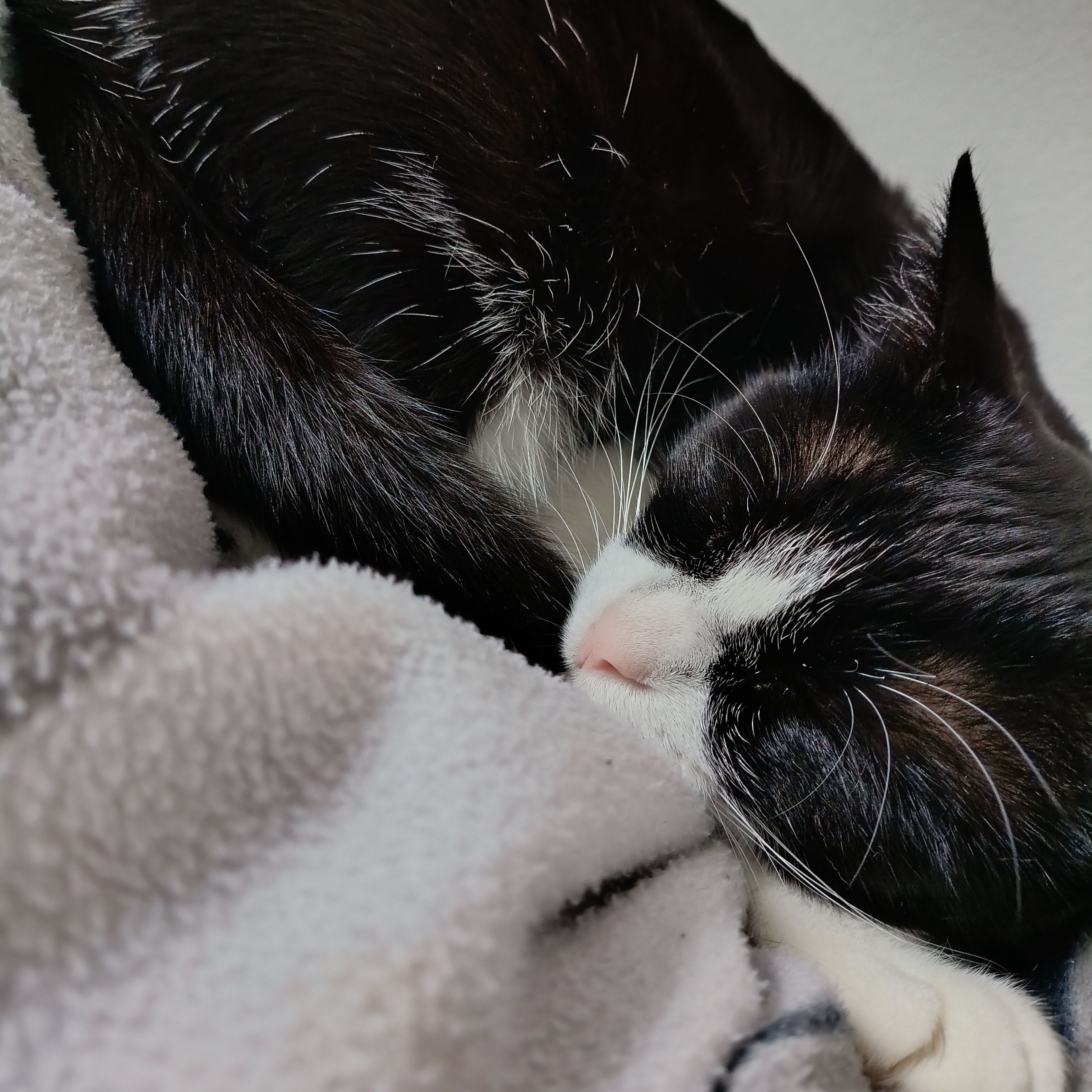 Oreo