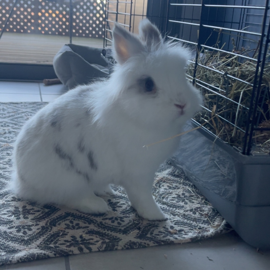 Pogo