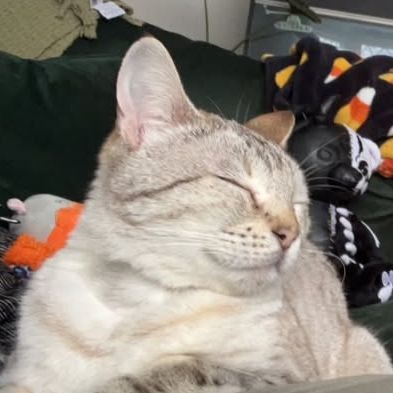 Sylvie