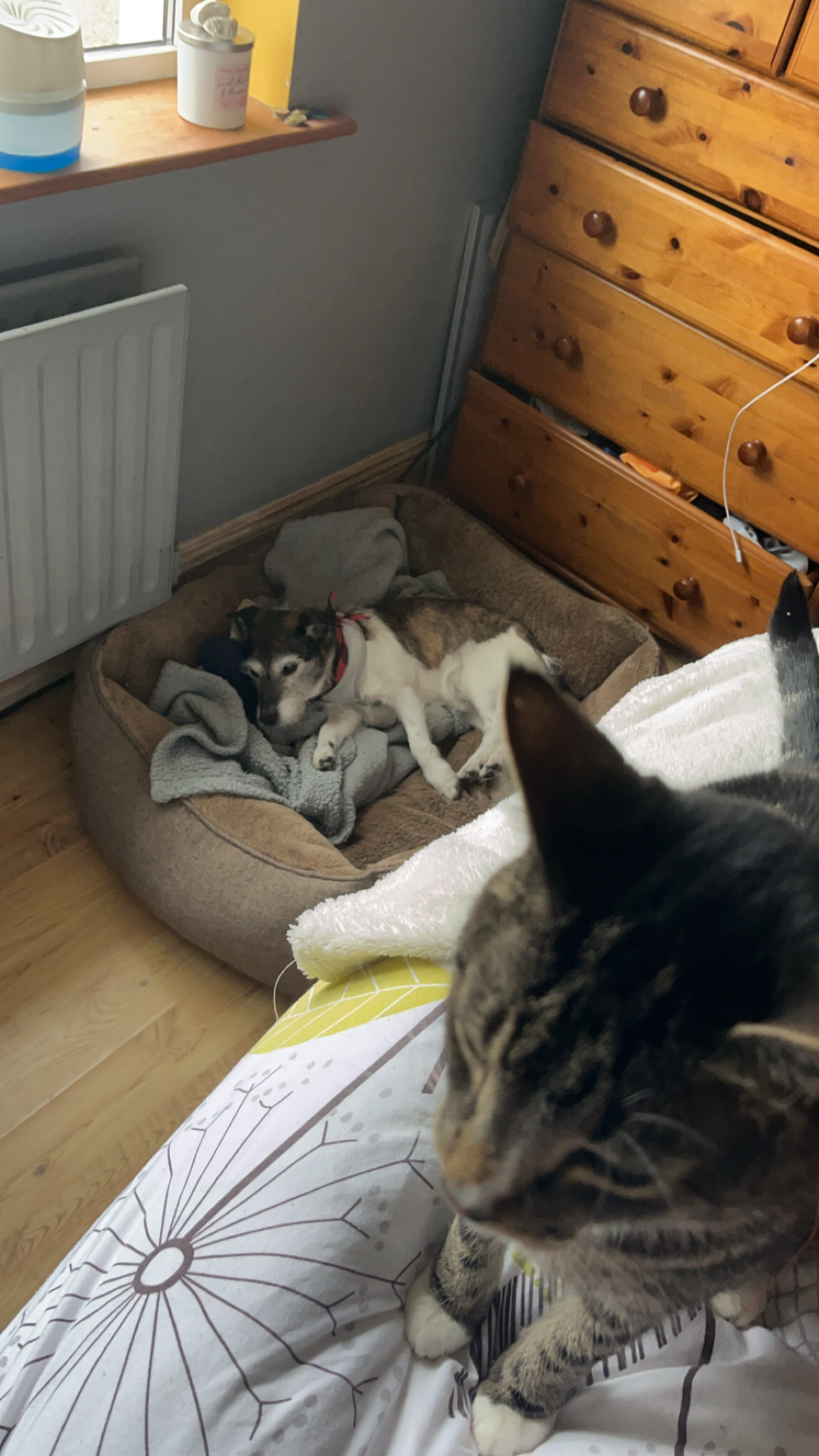 image-11