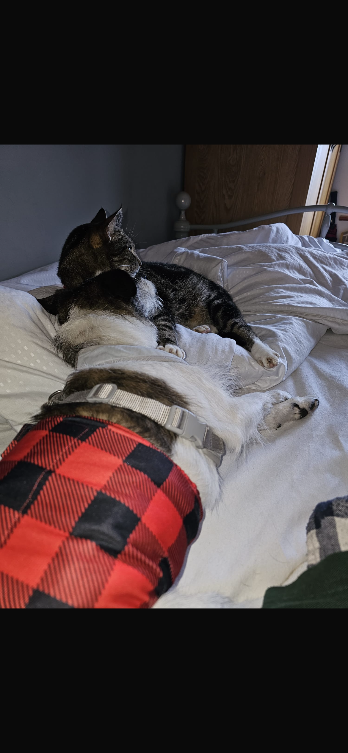 image-6