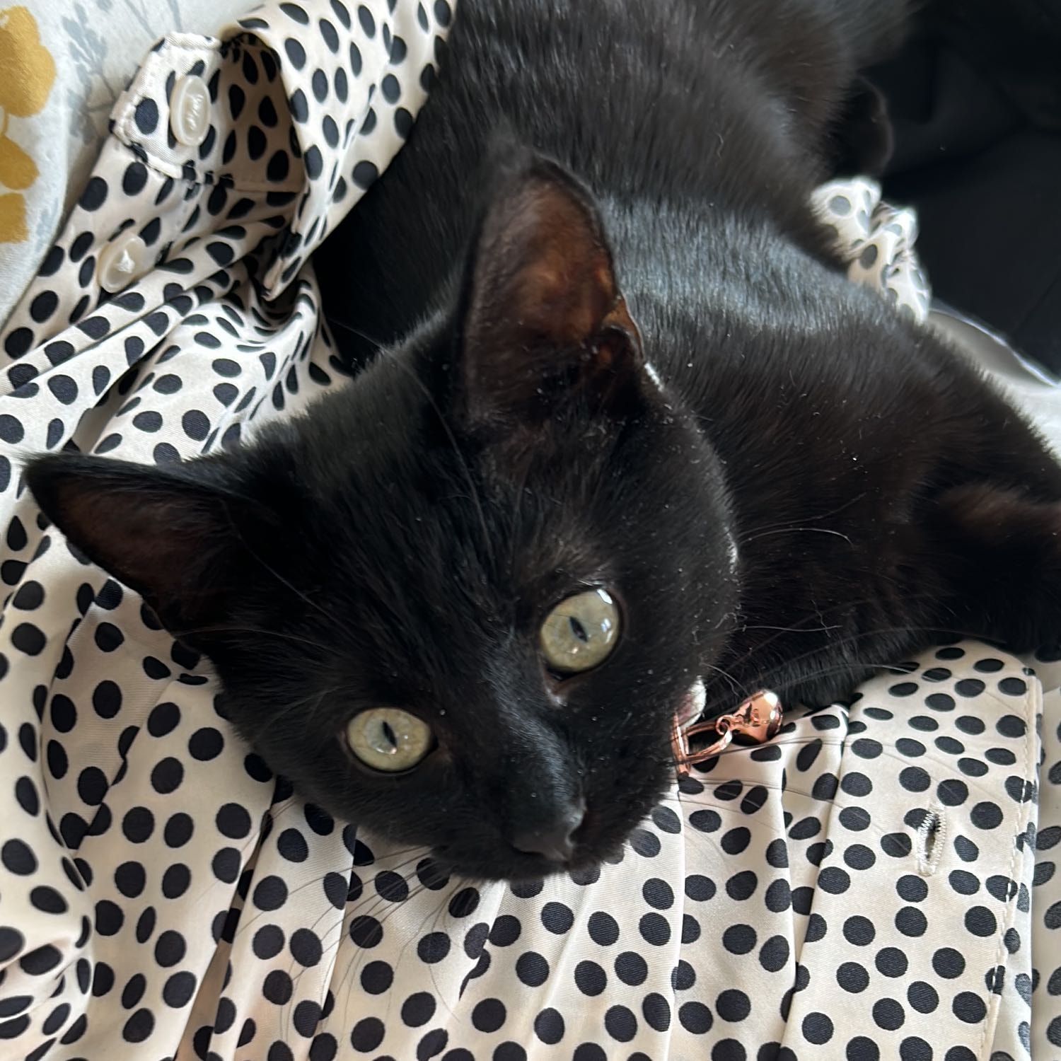 Mavi