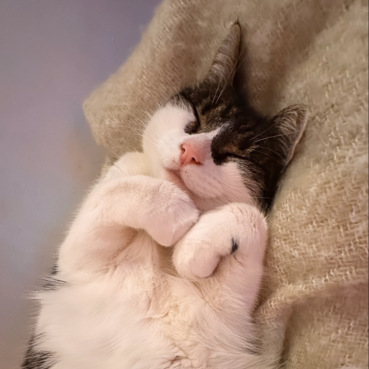 Diva