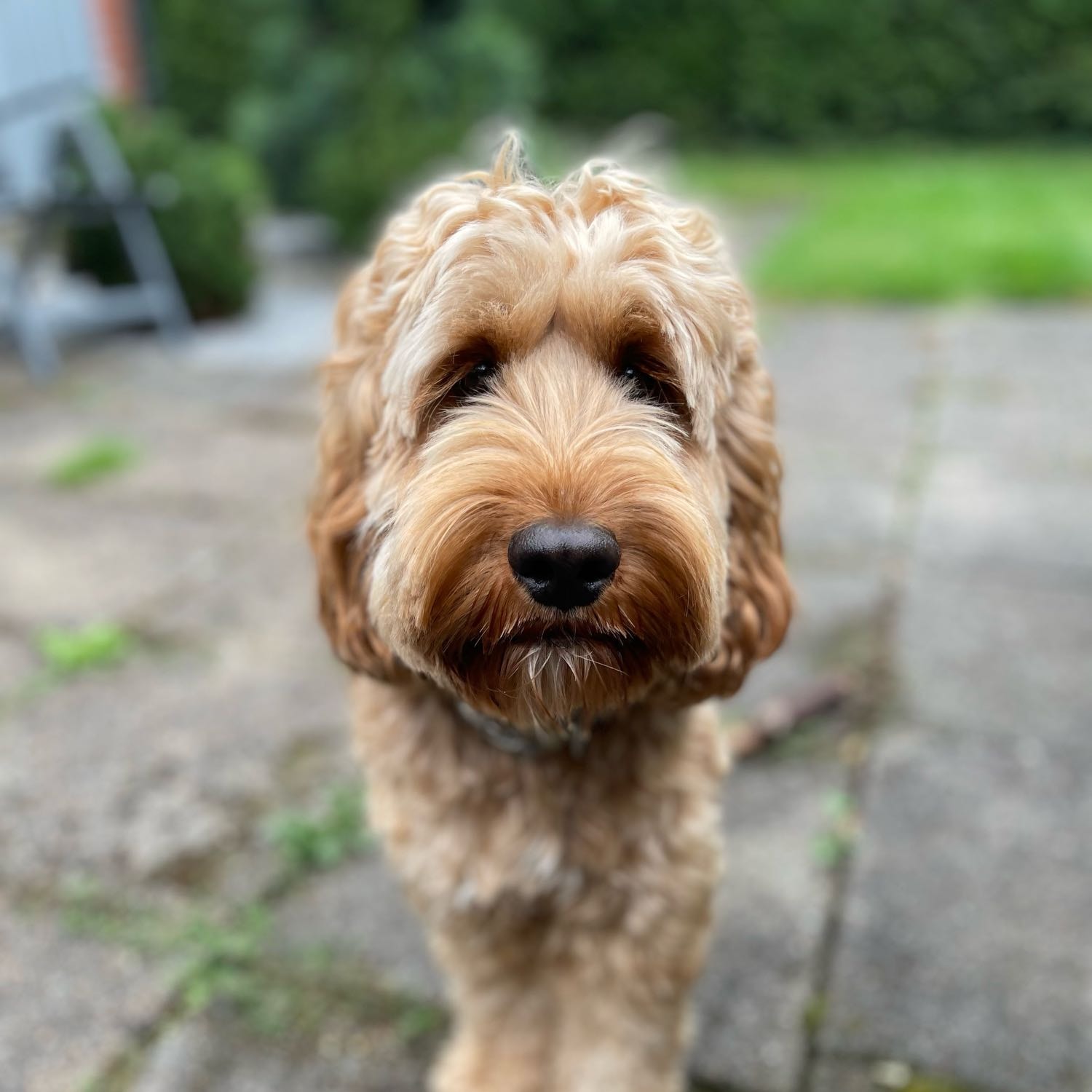 Brian