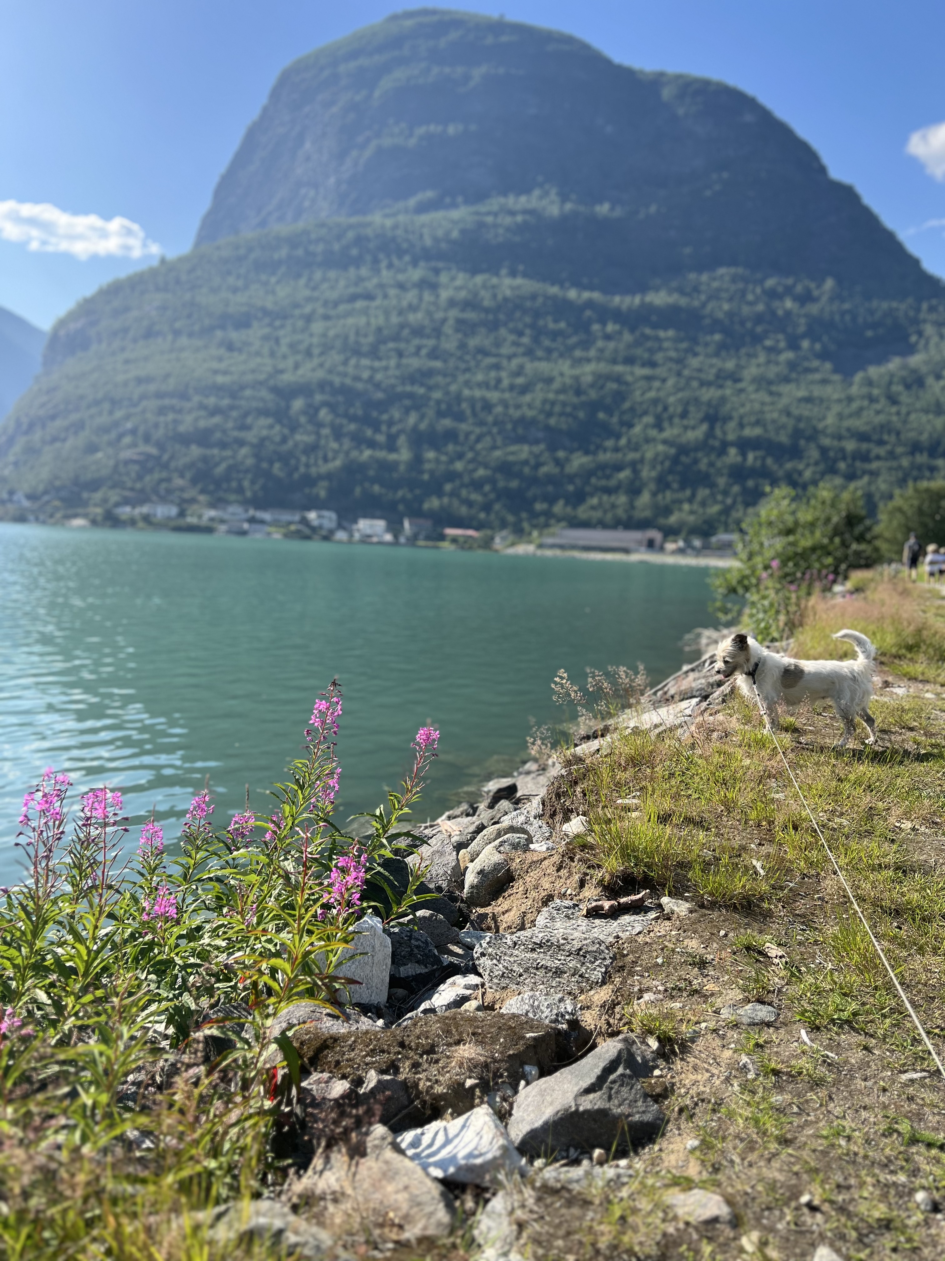 image-7