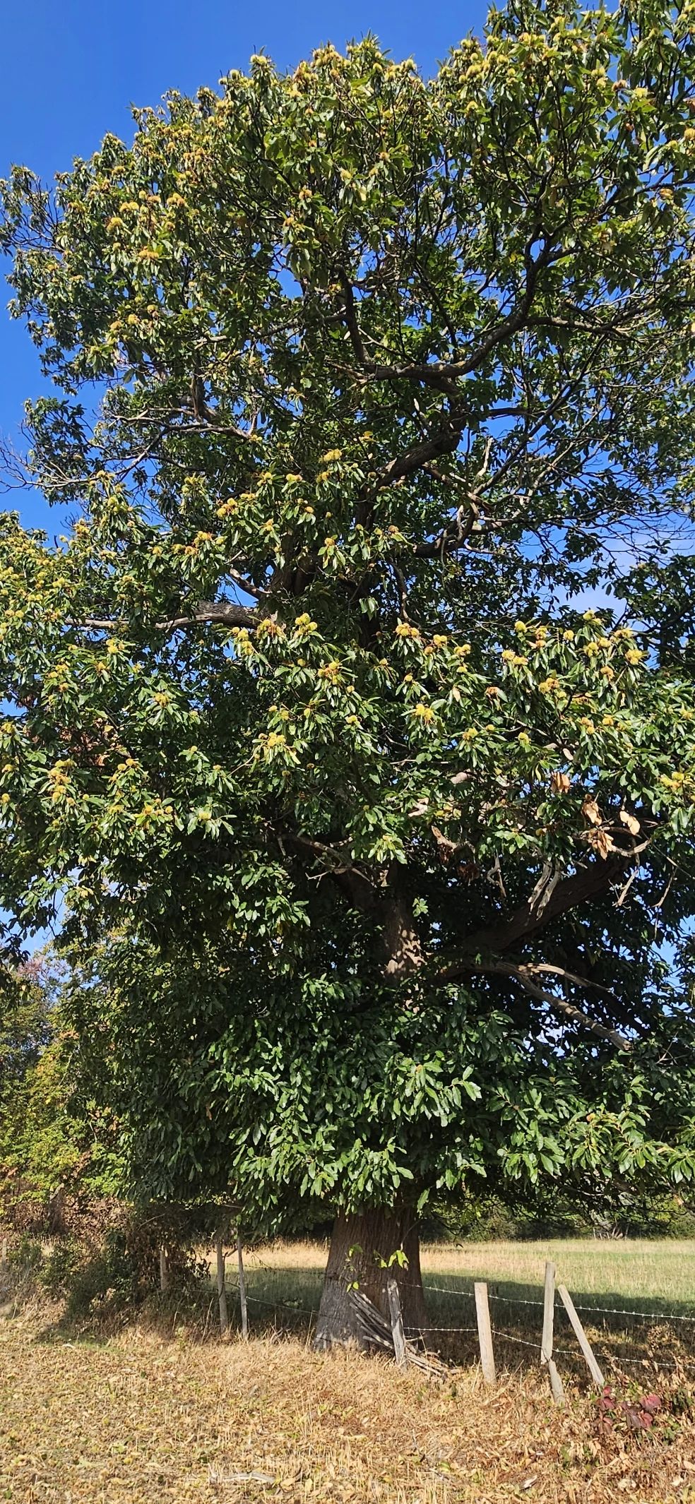 image-17