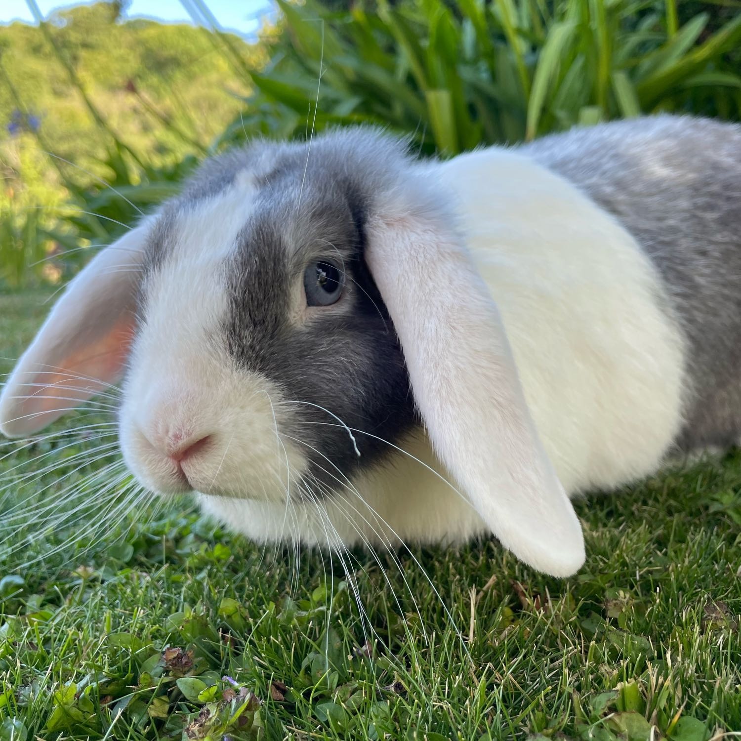 Gigi