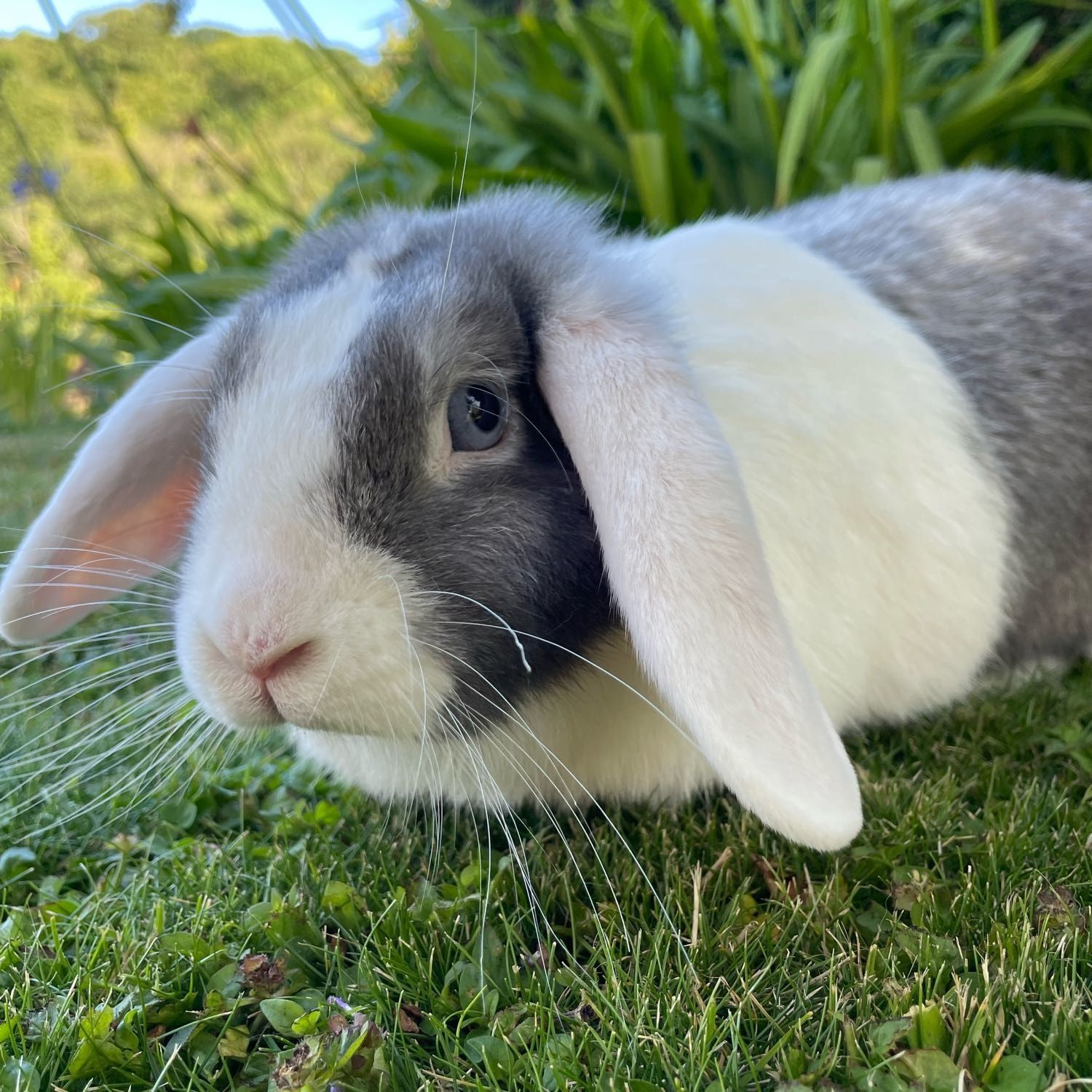 Gigi