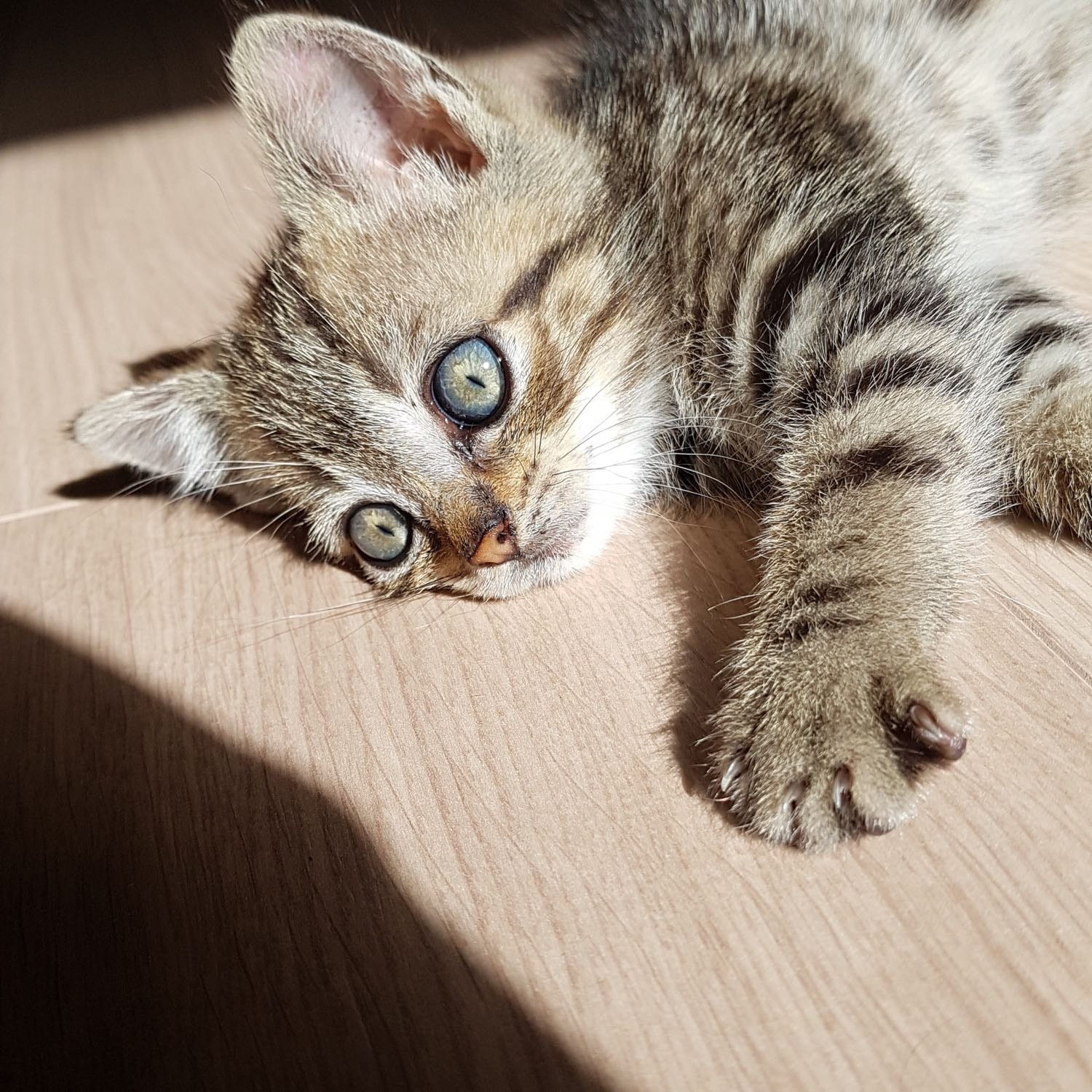 pongo