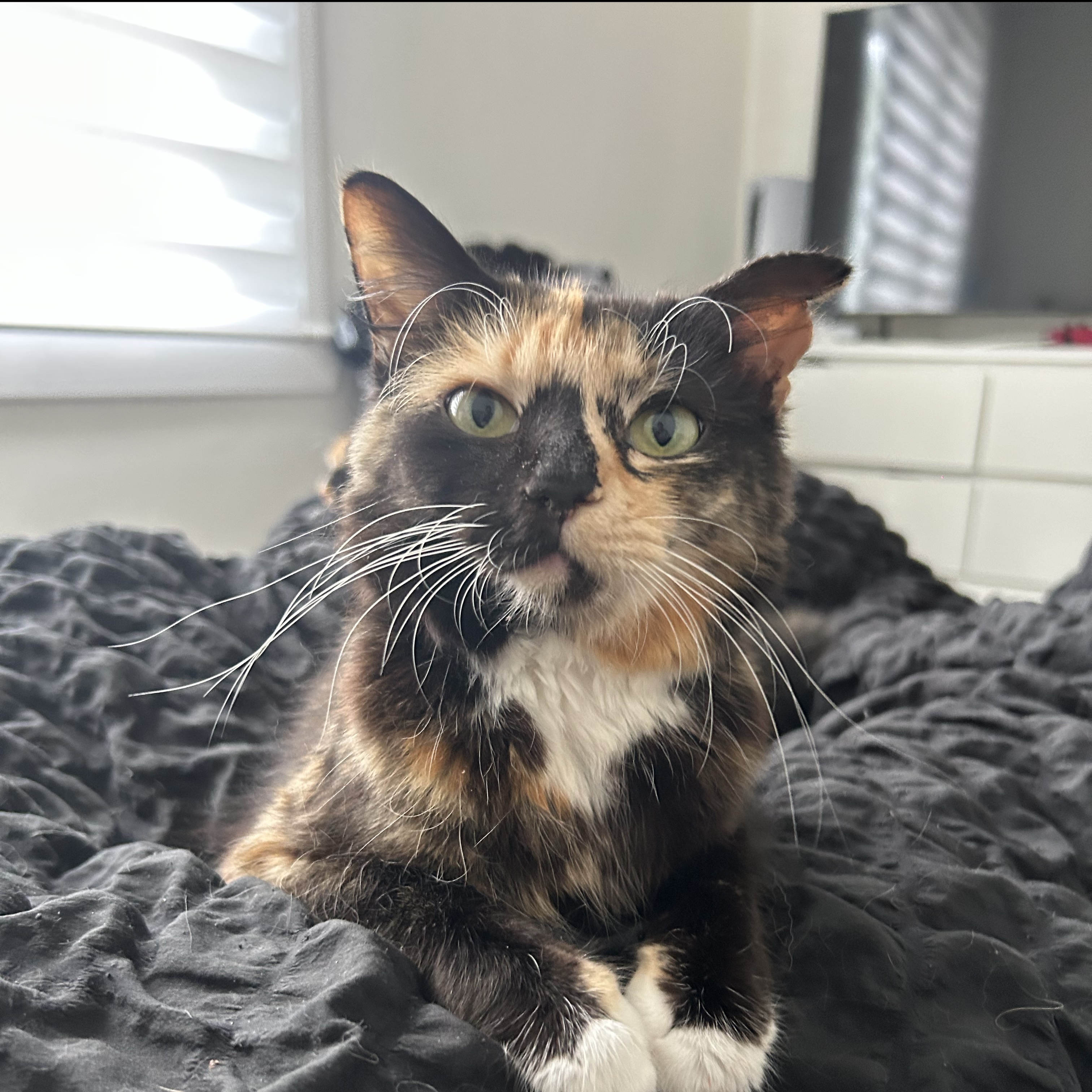 nala