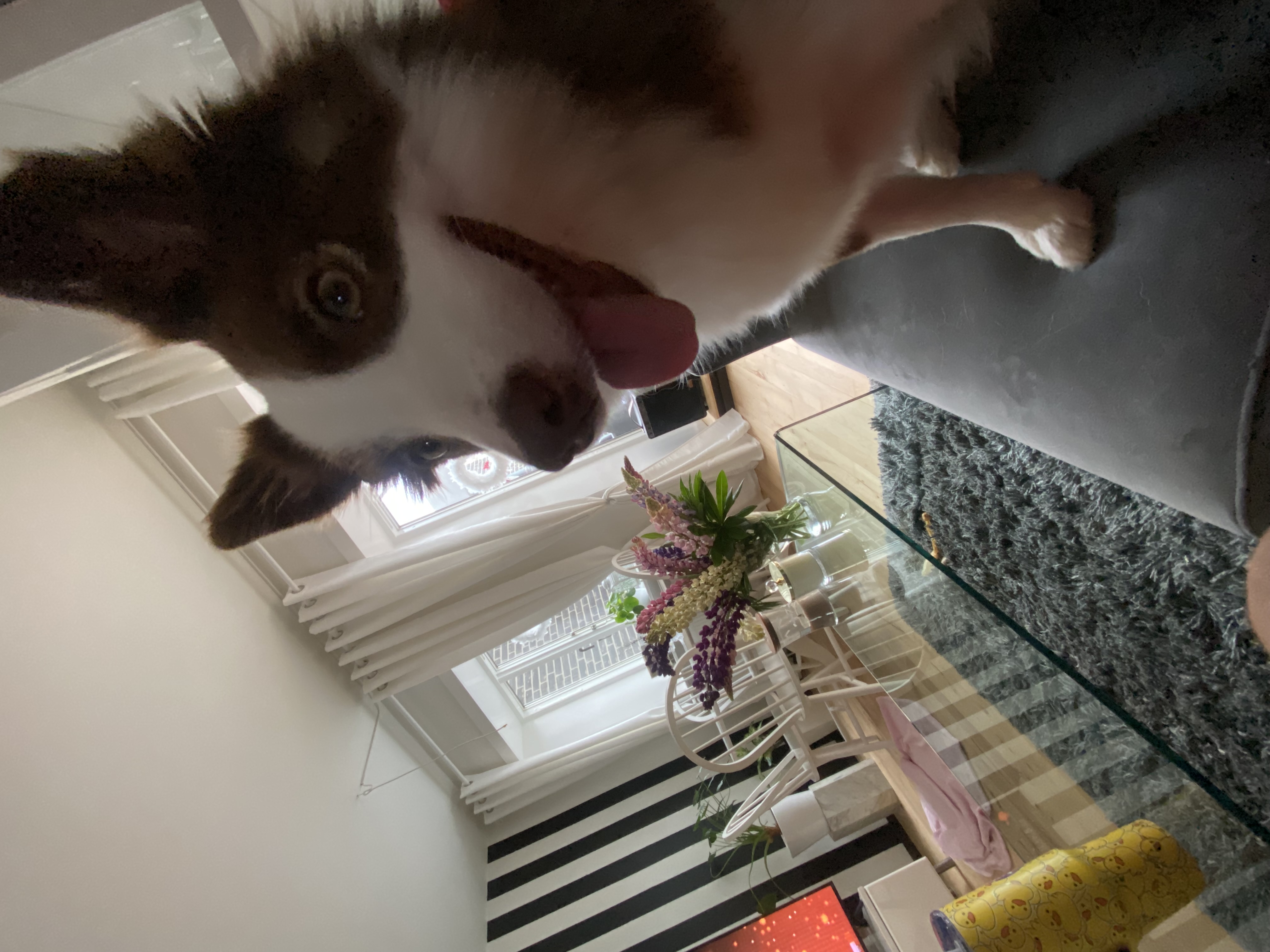 image-7