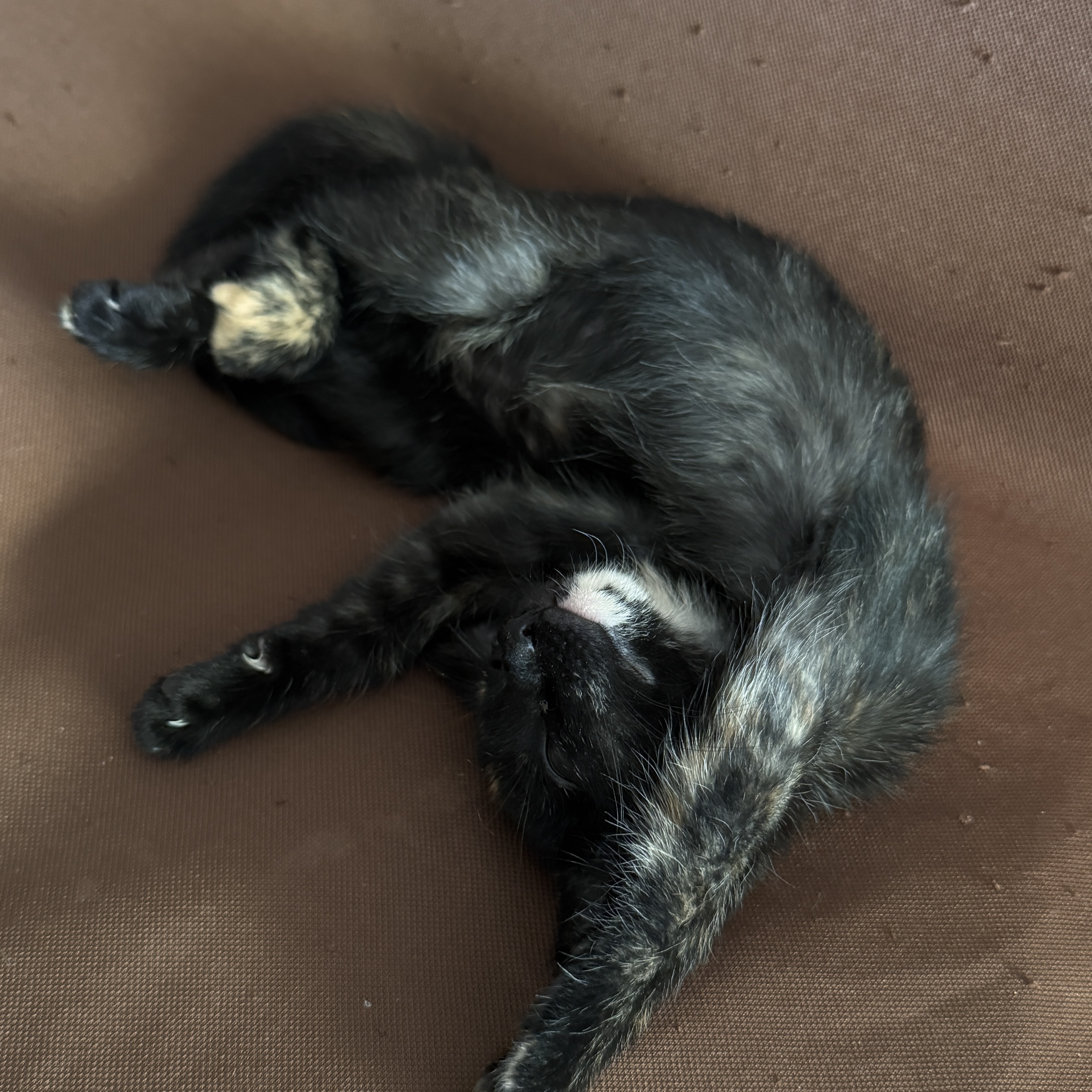 Salem