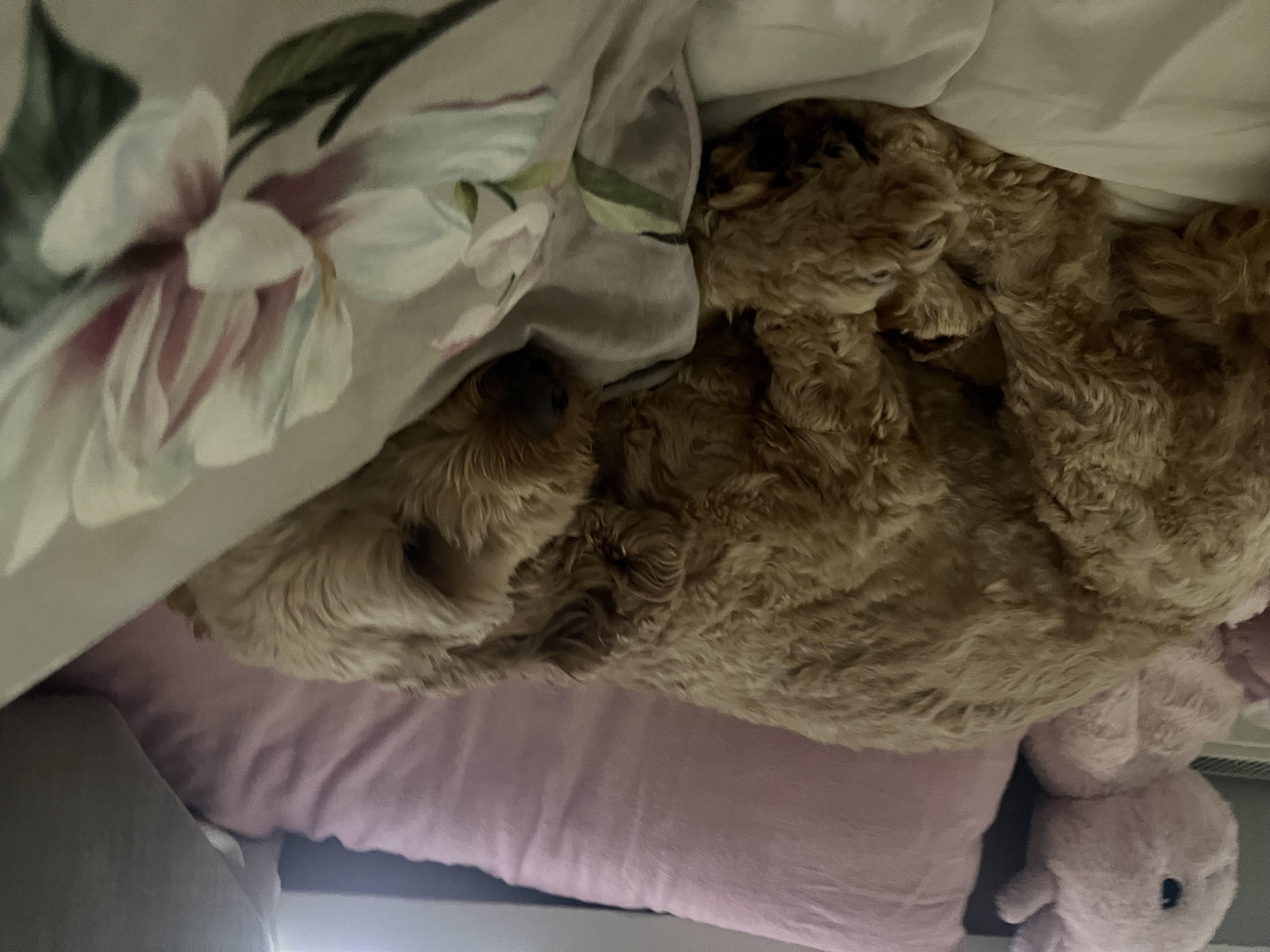 image-8