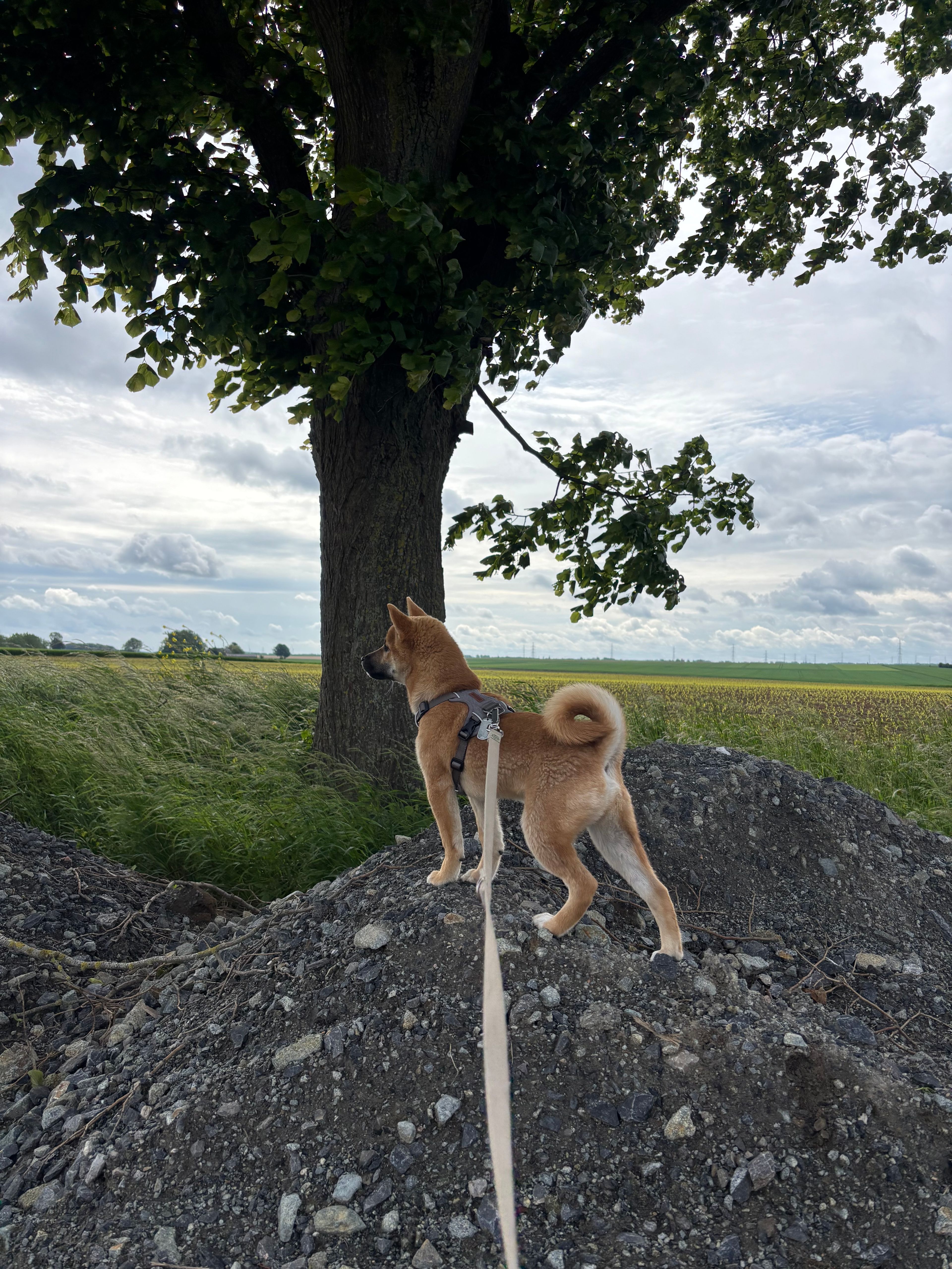 image-9