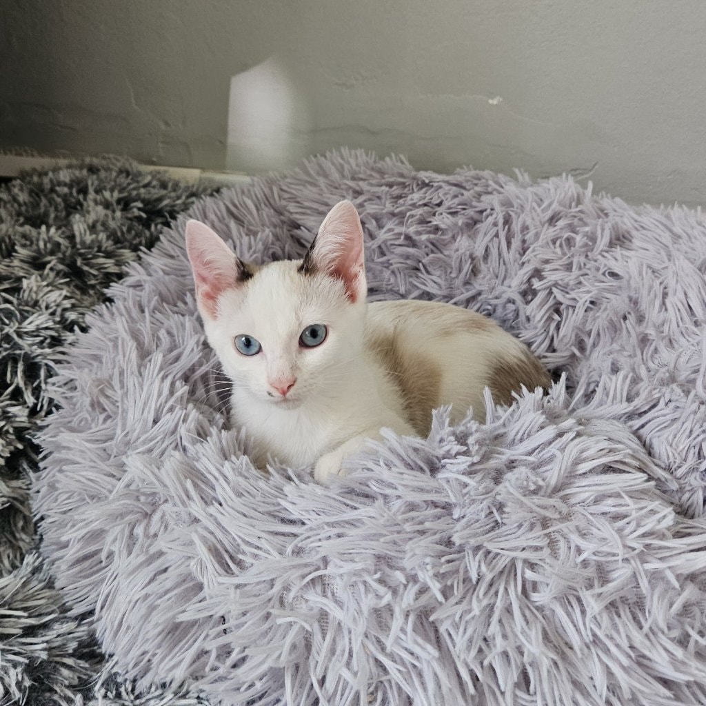 Yuki