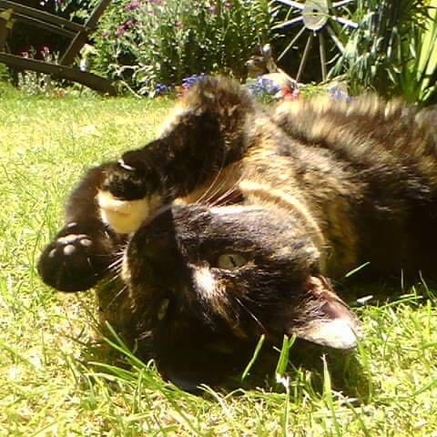 Harriet