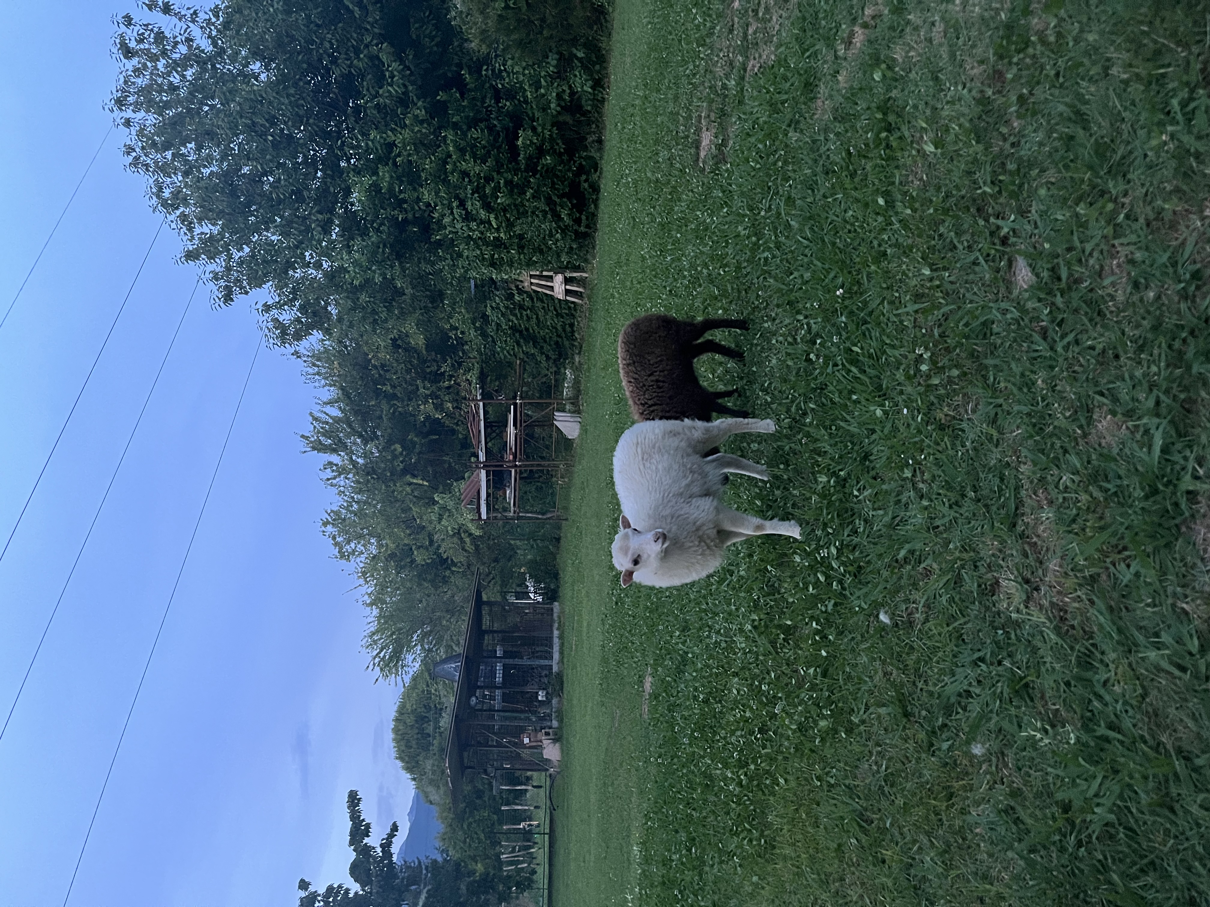 image-11