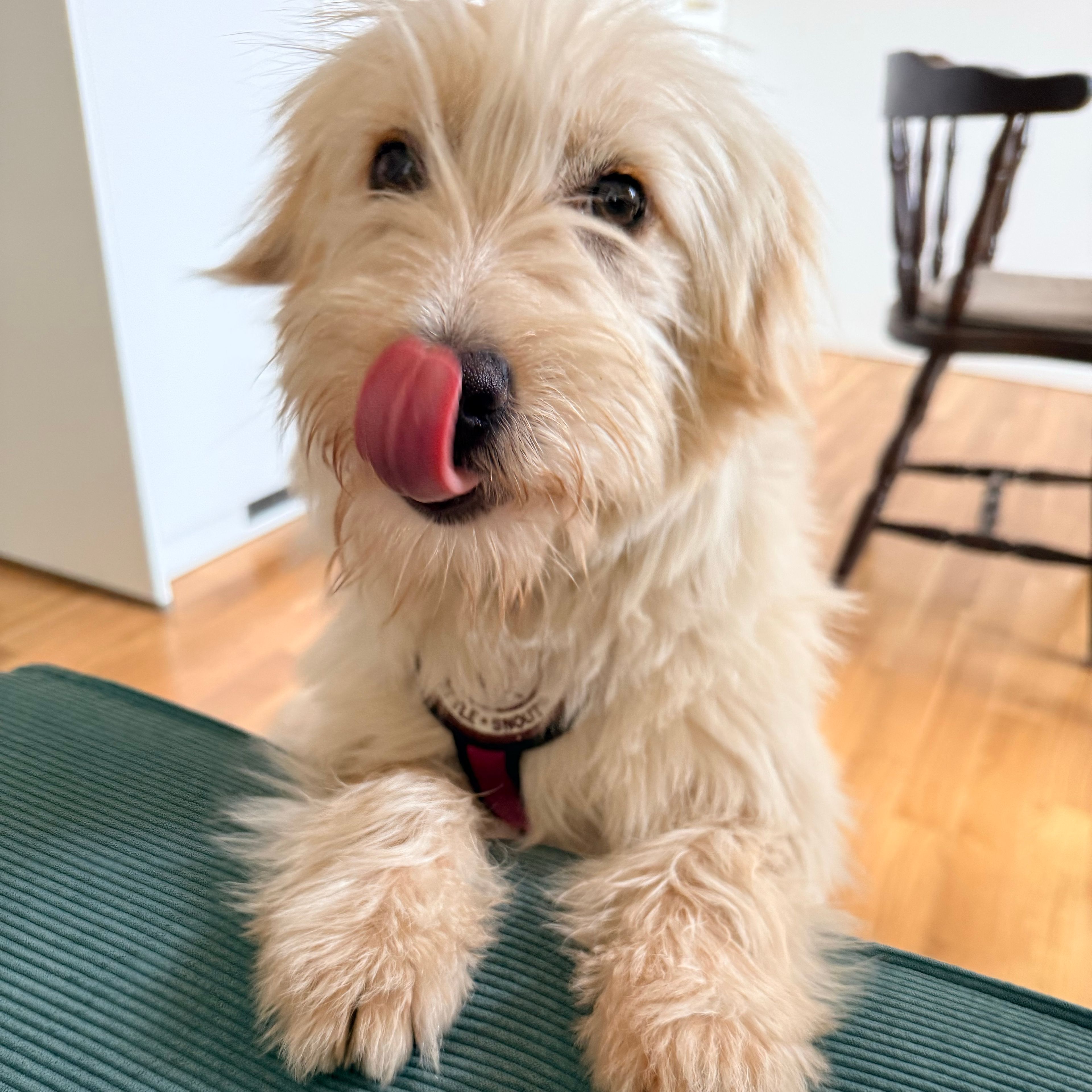 Lila