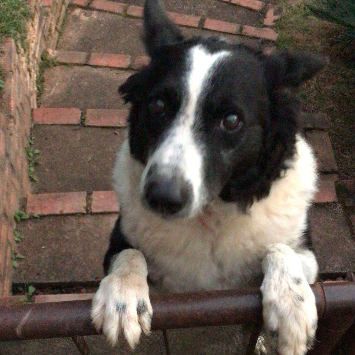 Lola