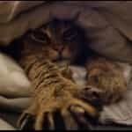 Cytrus (means lemon in Polish)