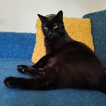 Gacek (means bat in Polish)