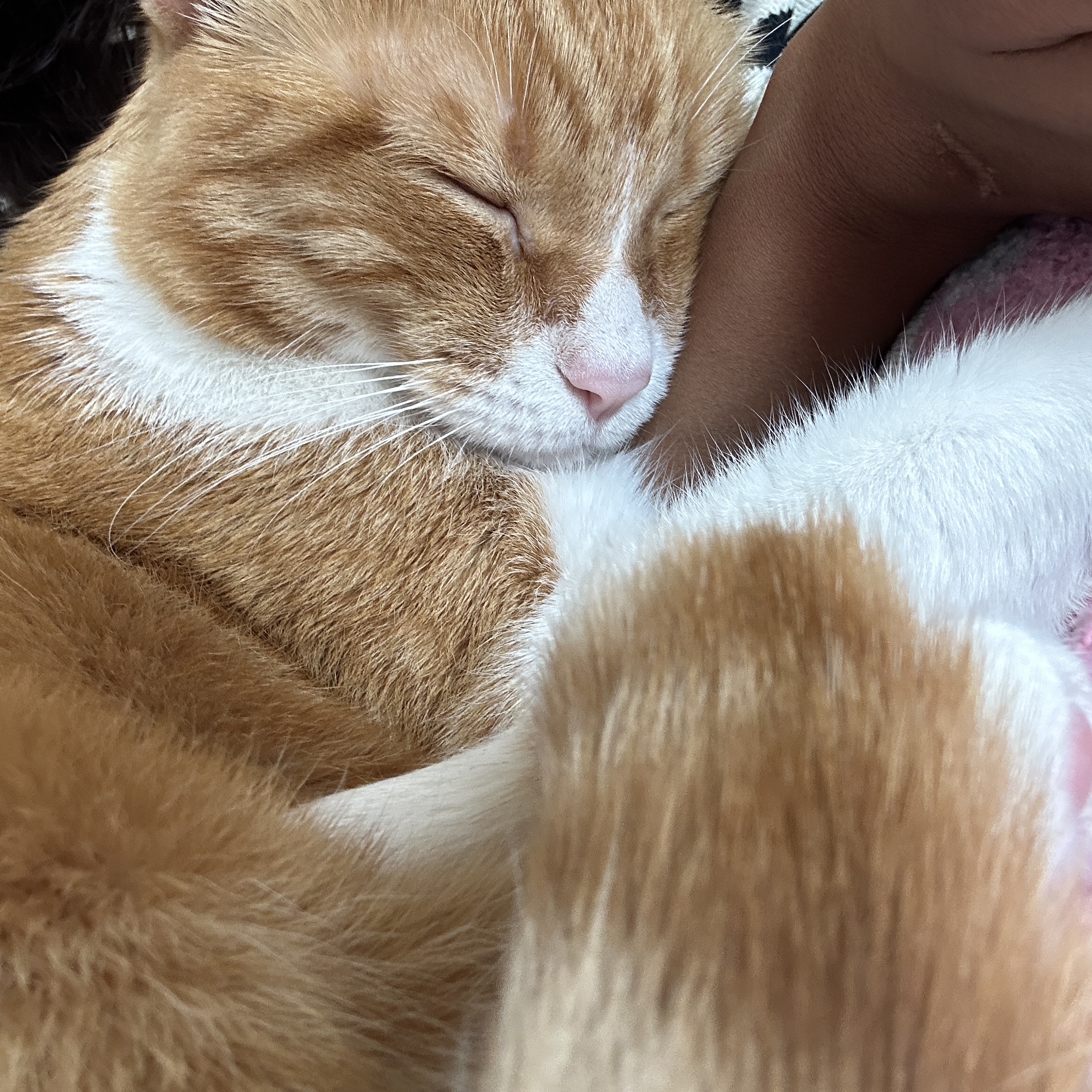 Oscar