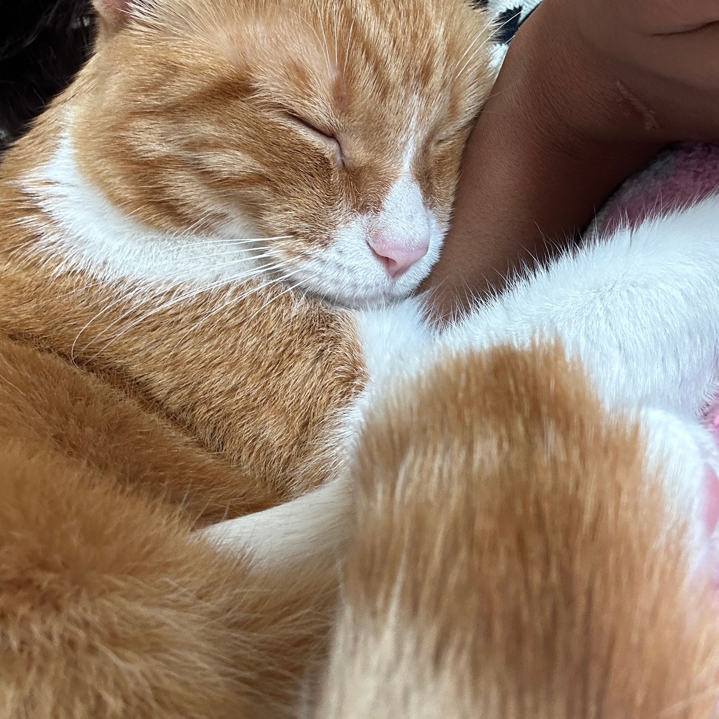 Oscar