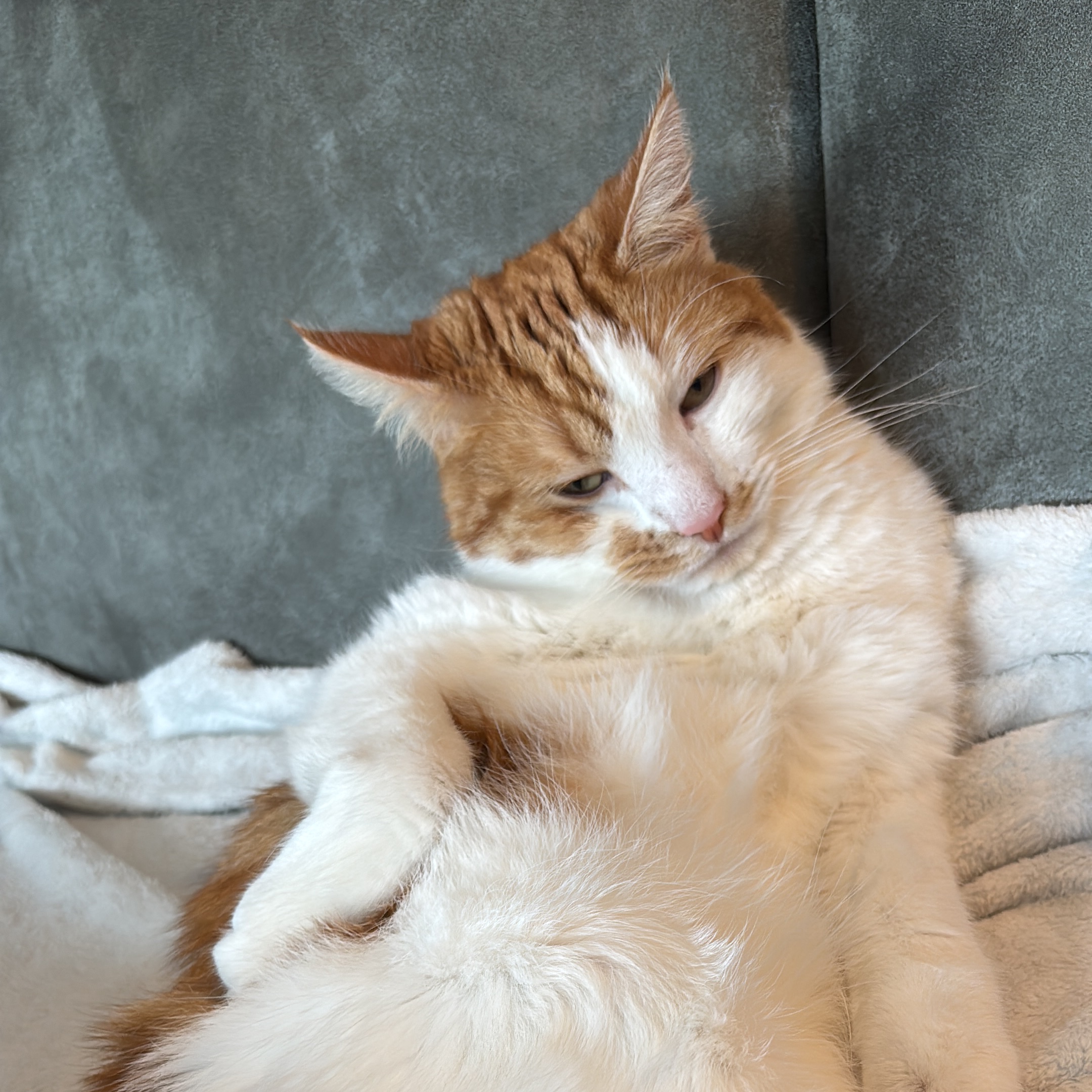 Simba