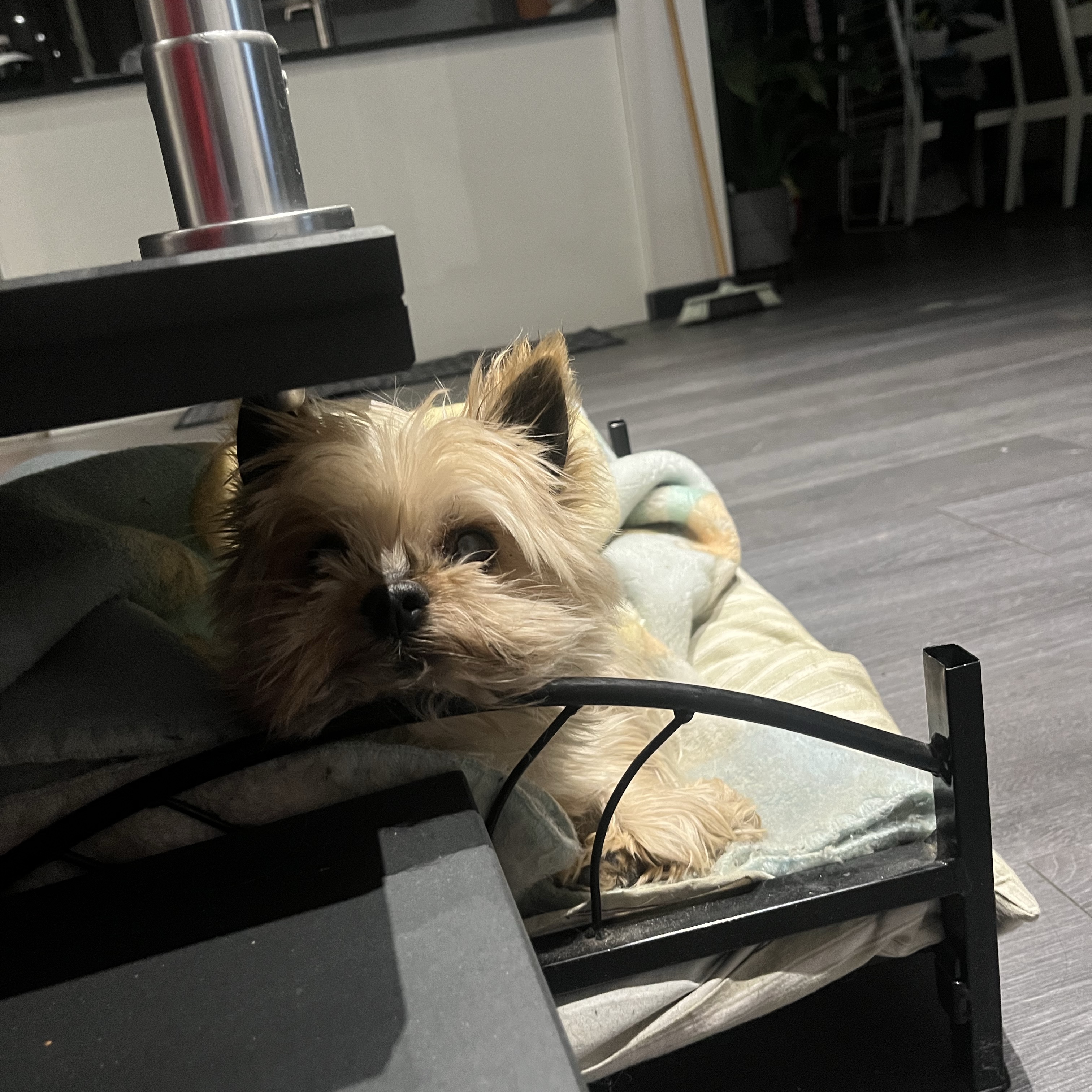 Kaiser