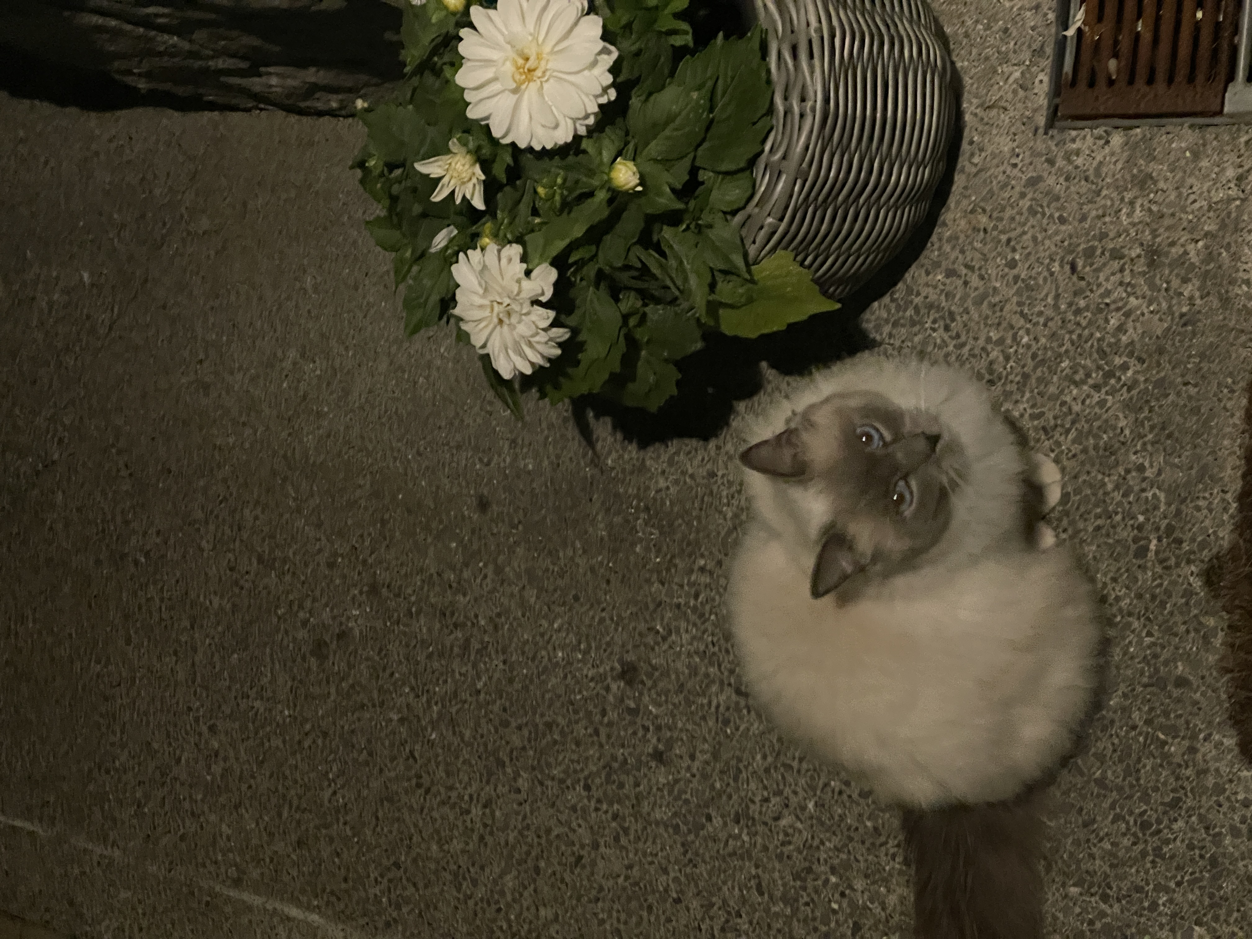 image-16