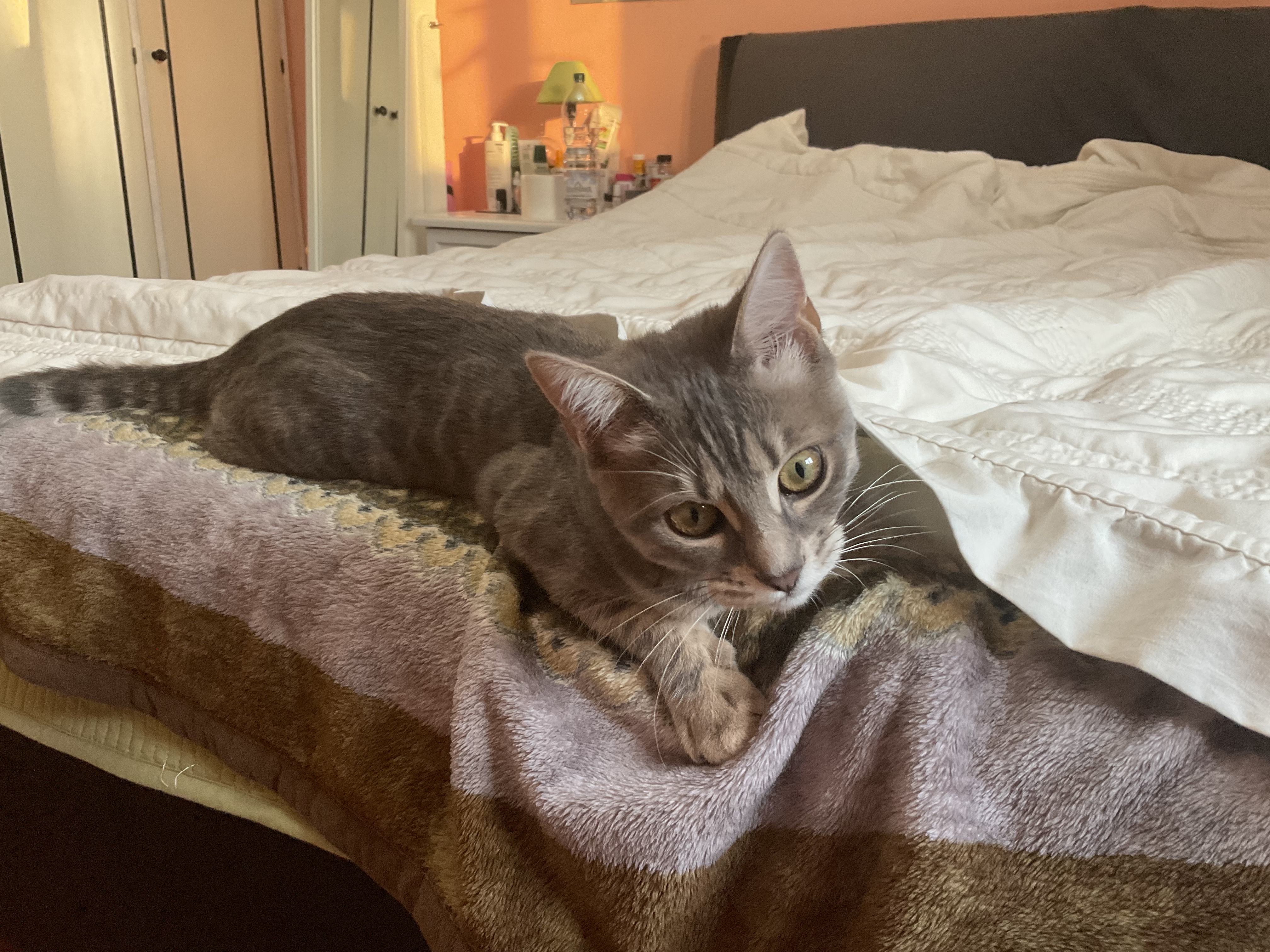 image-6