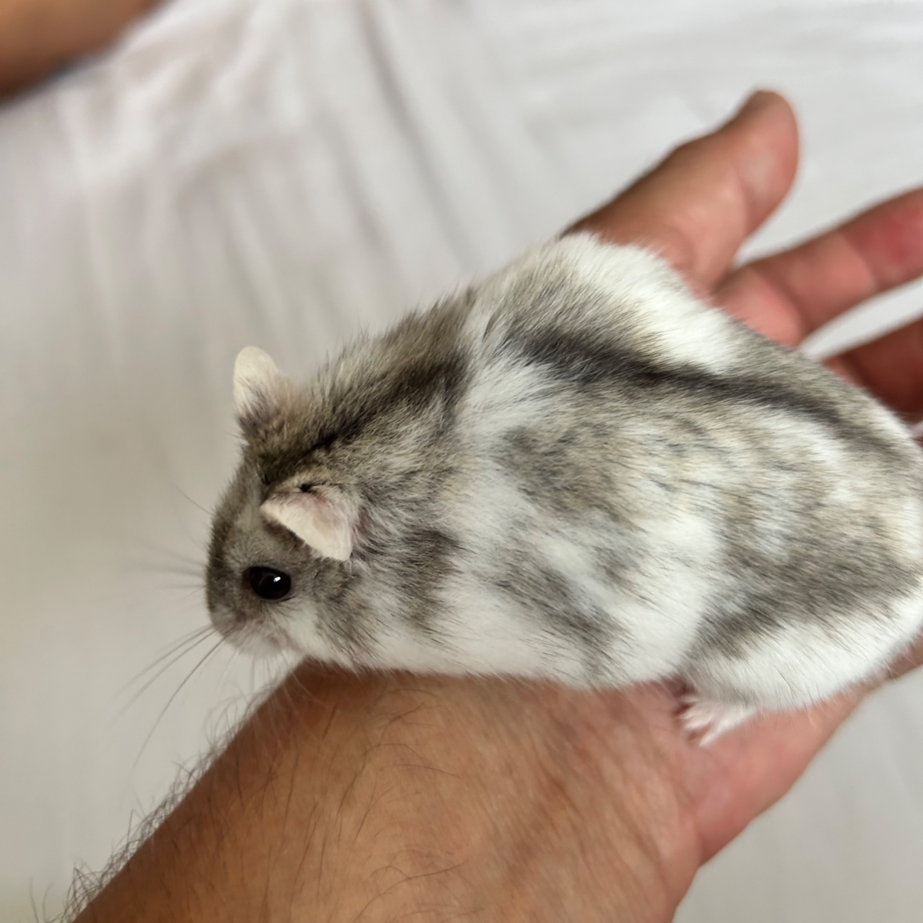 JJ