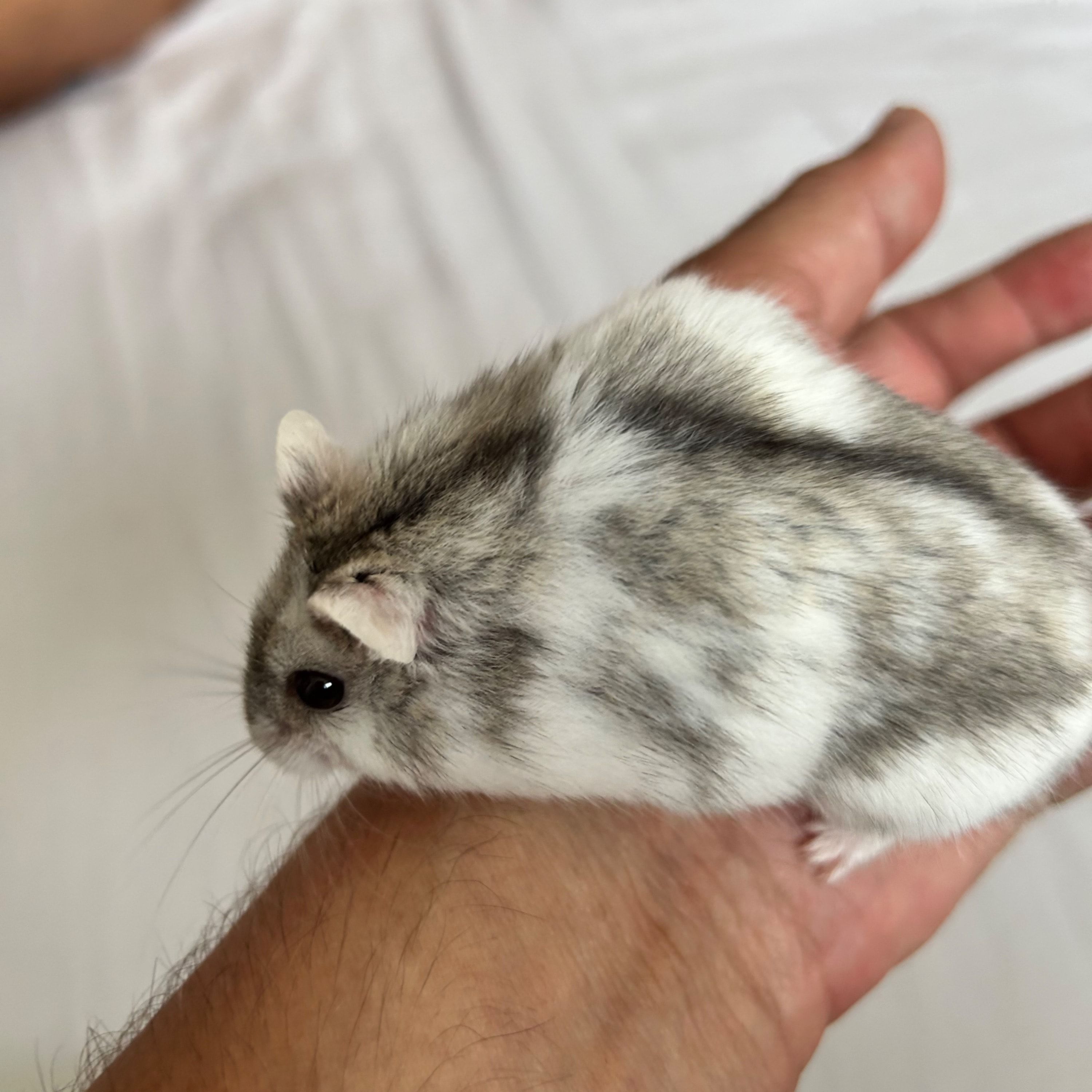 JJ