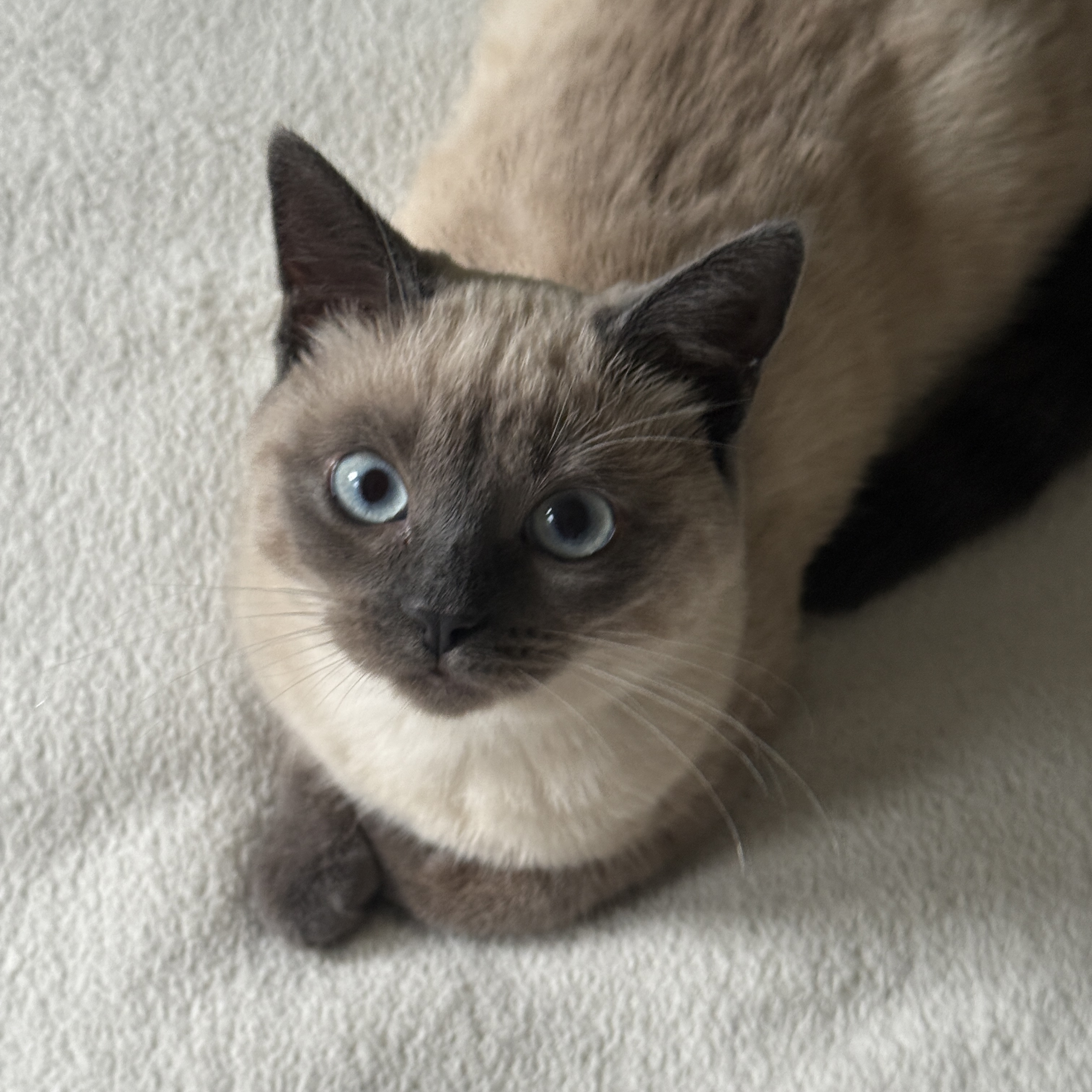 Nala