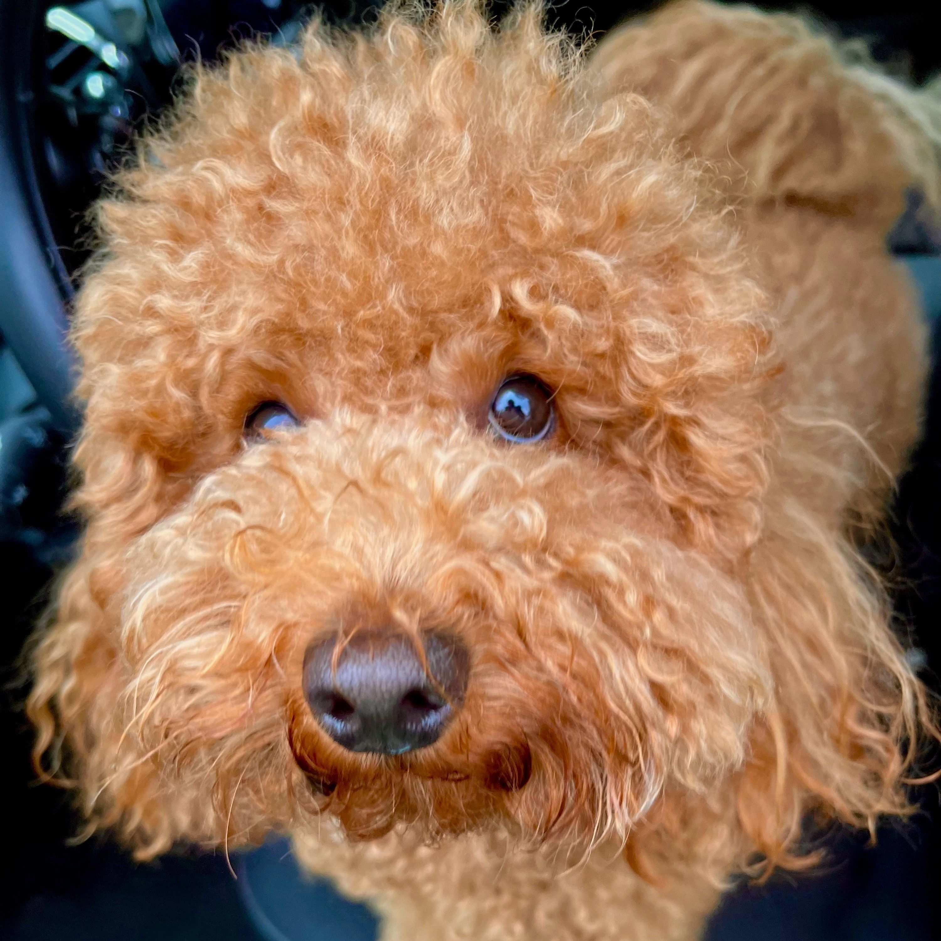 Coco