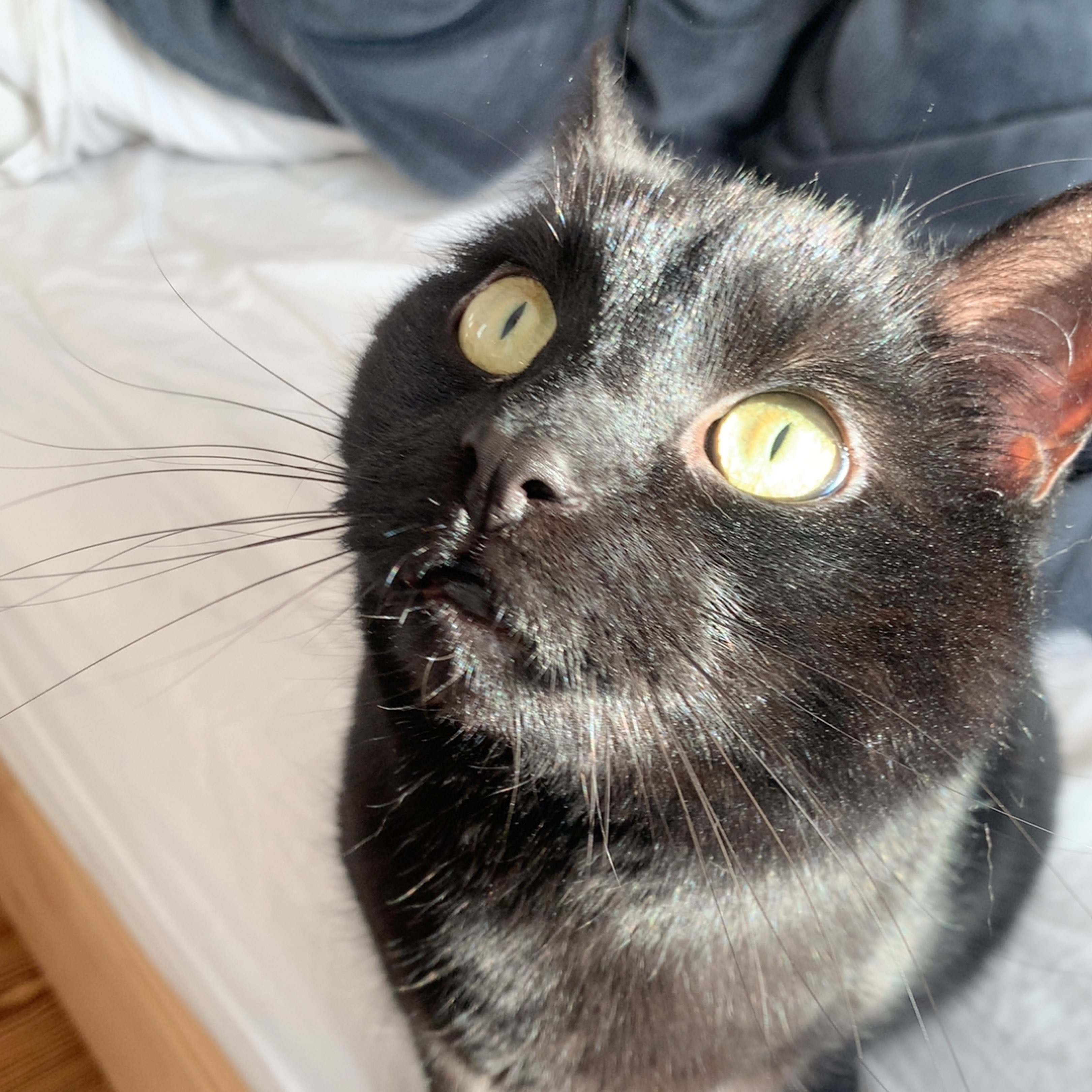 Simon