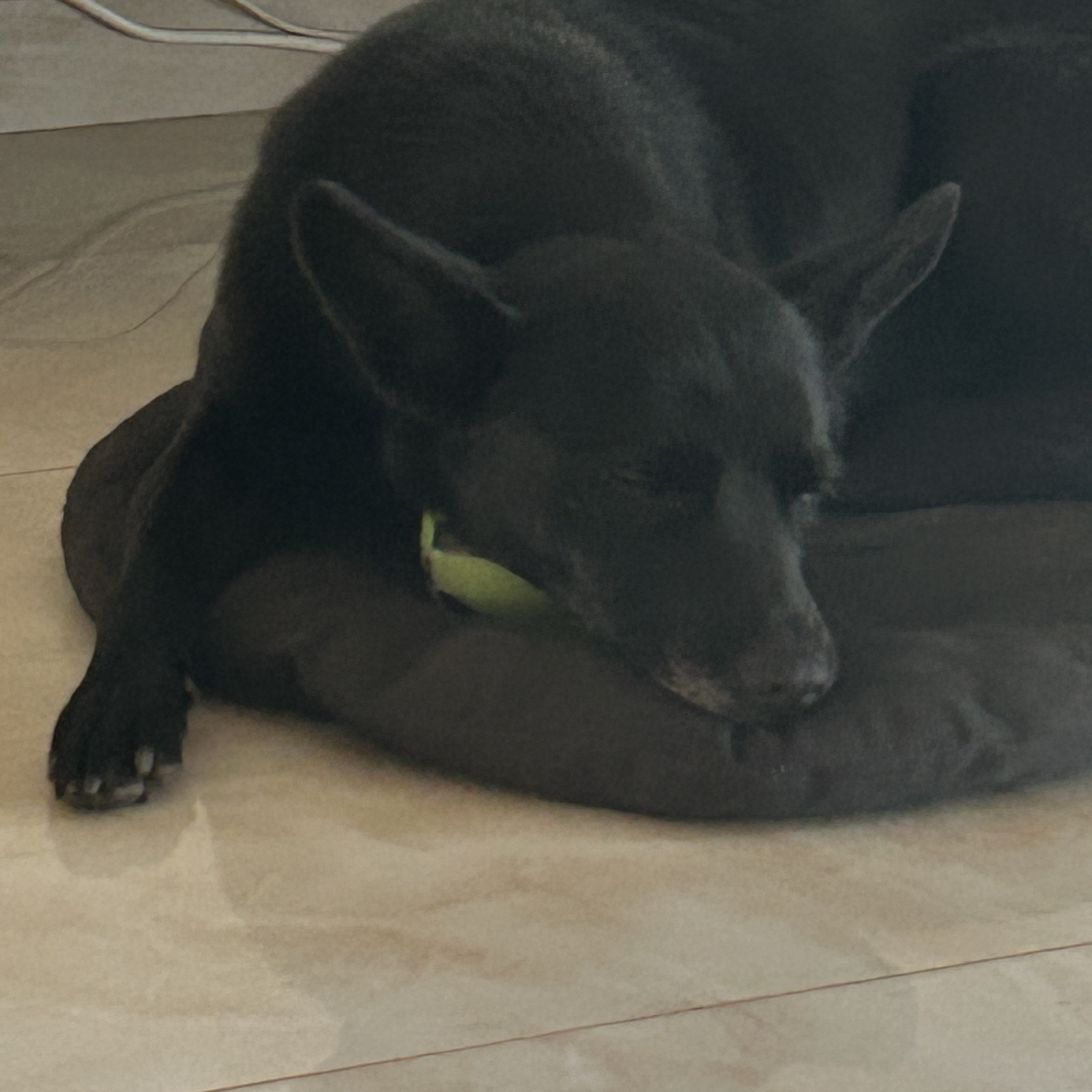 Perla