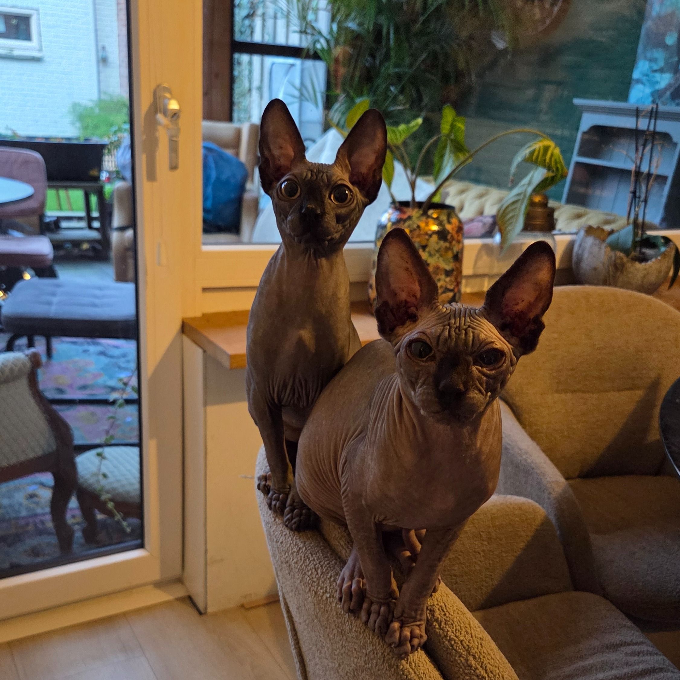 Dobby, Smeagol