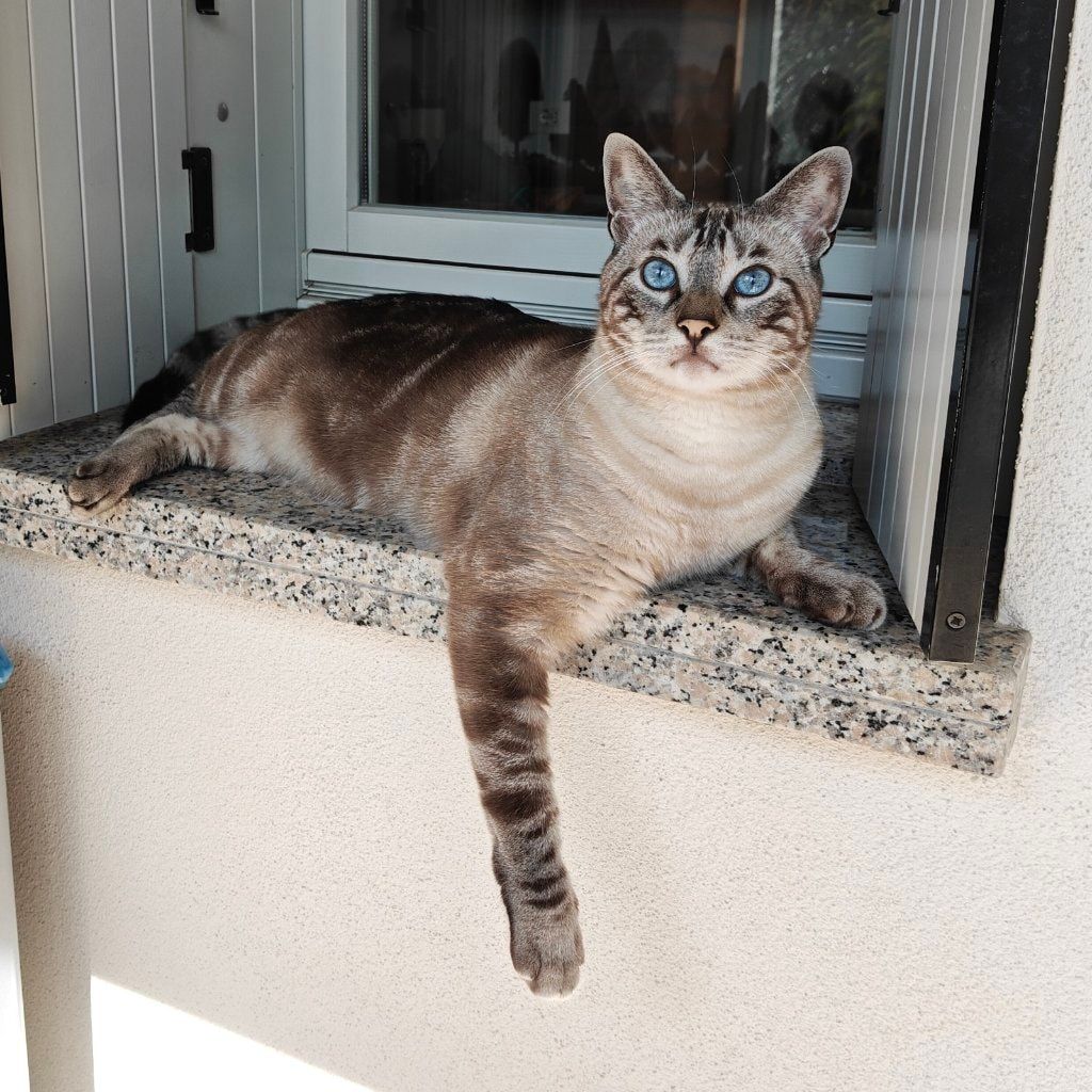 Haku