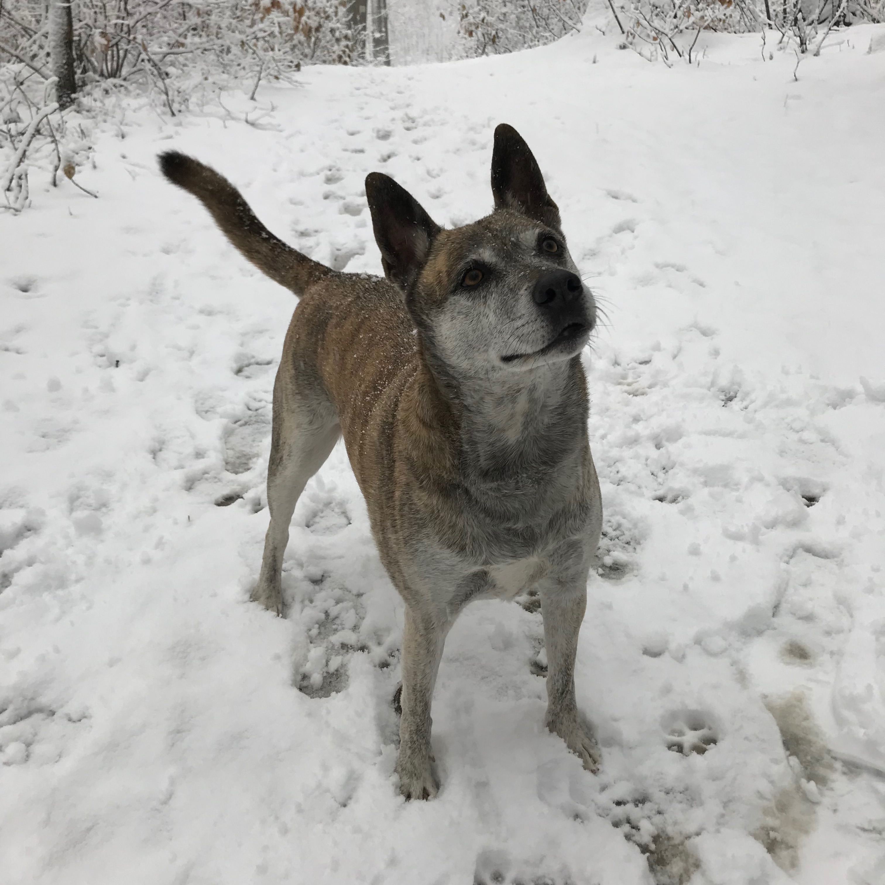 Nala