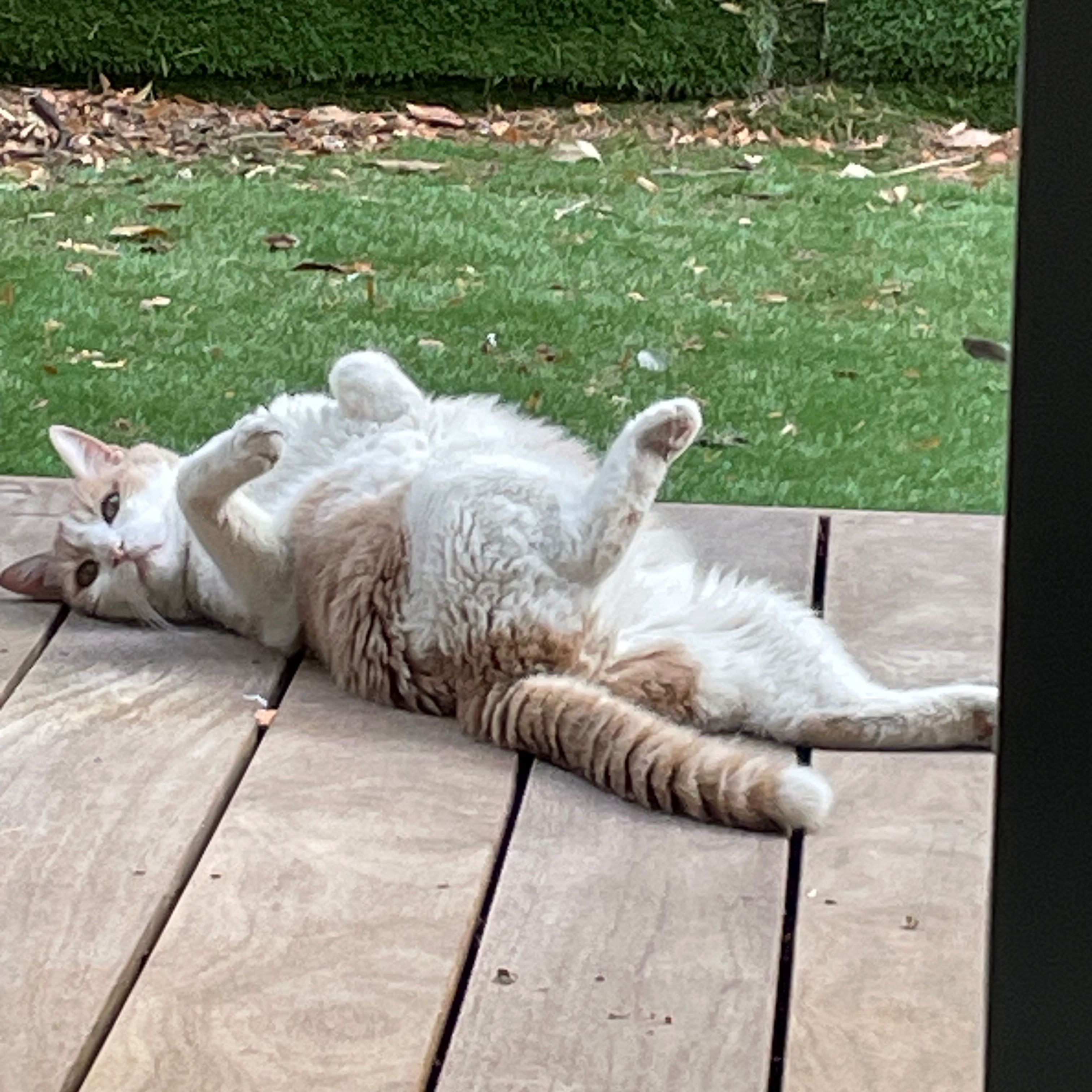 Simba 