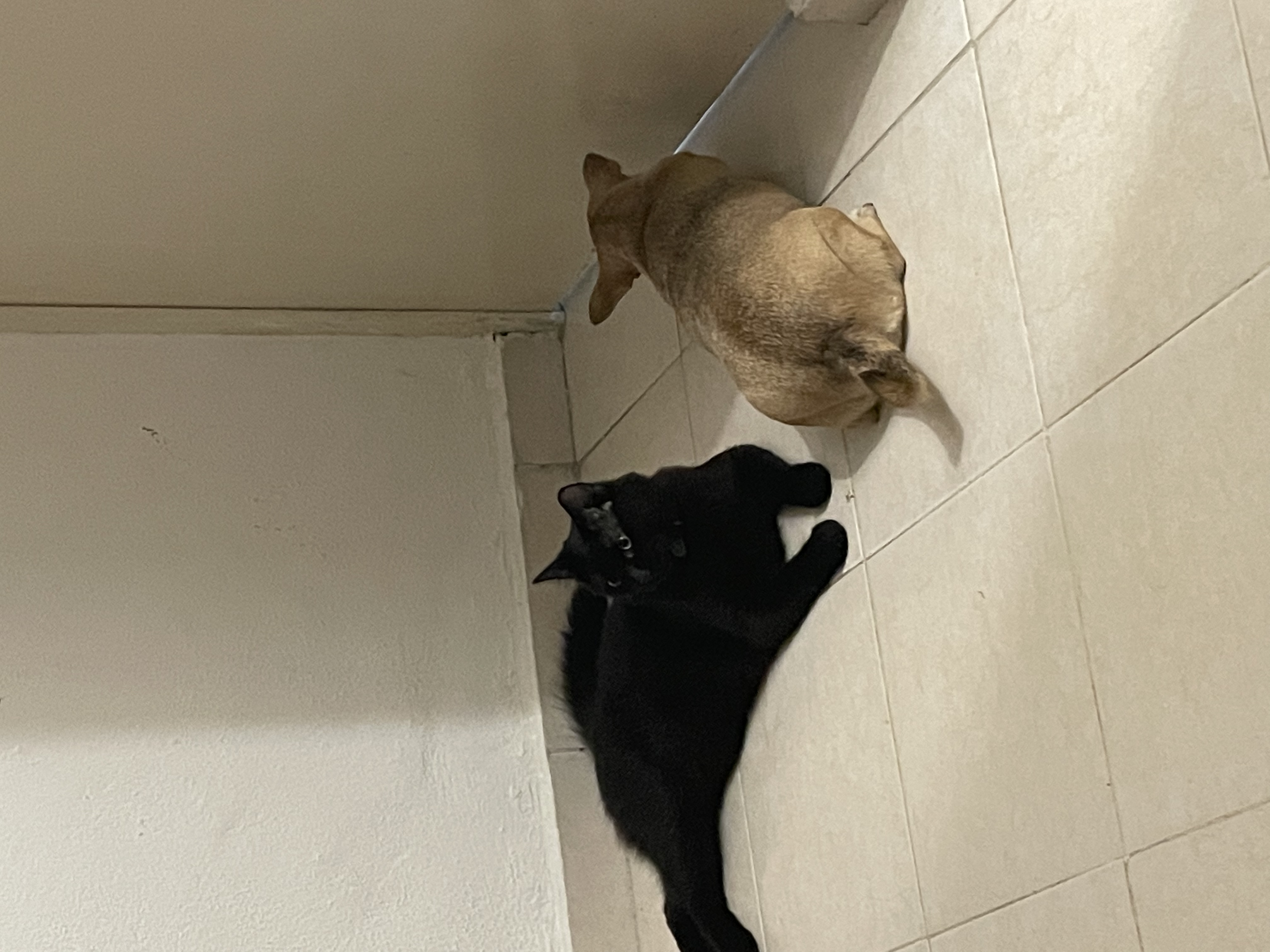 image-41