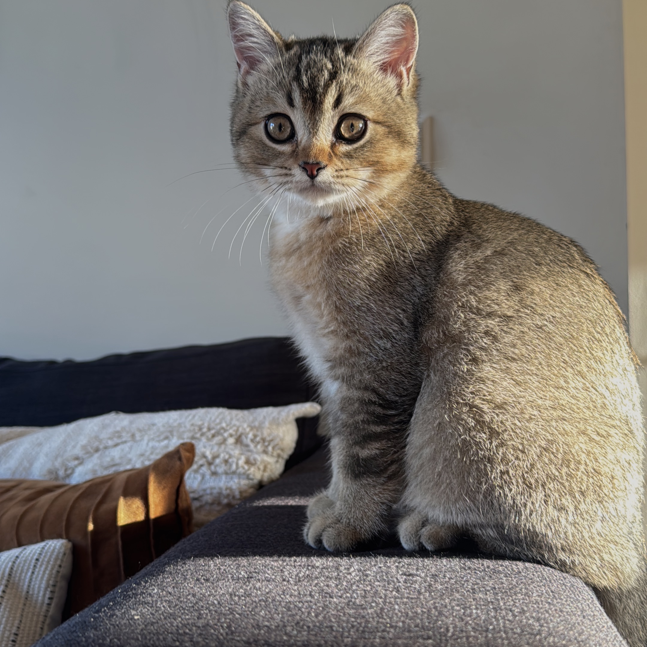 Ollie