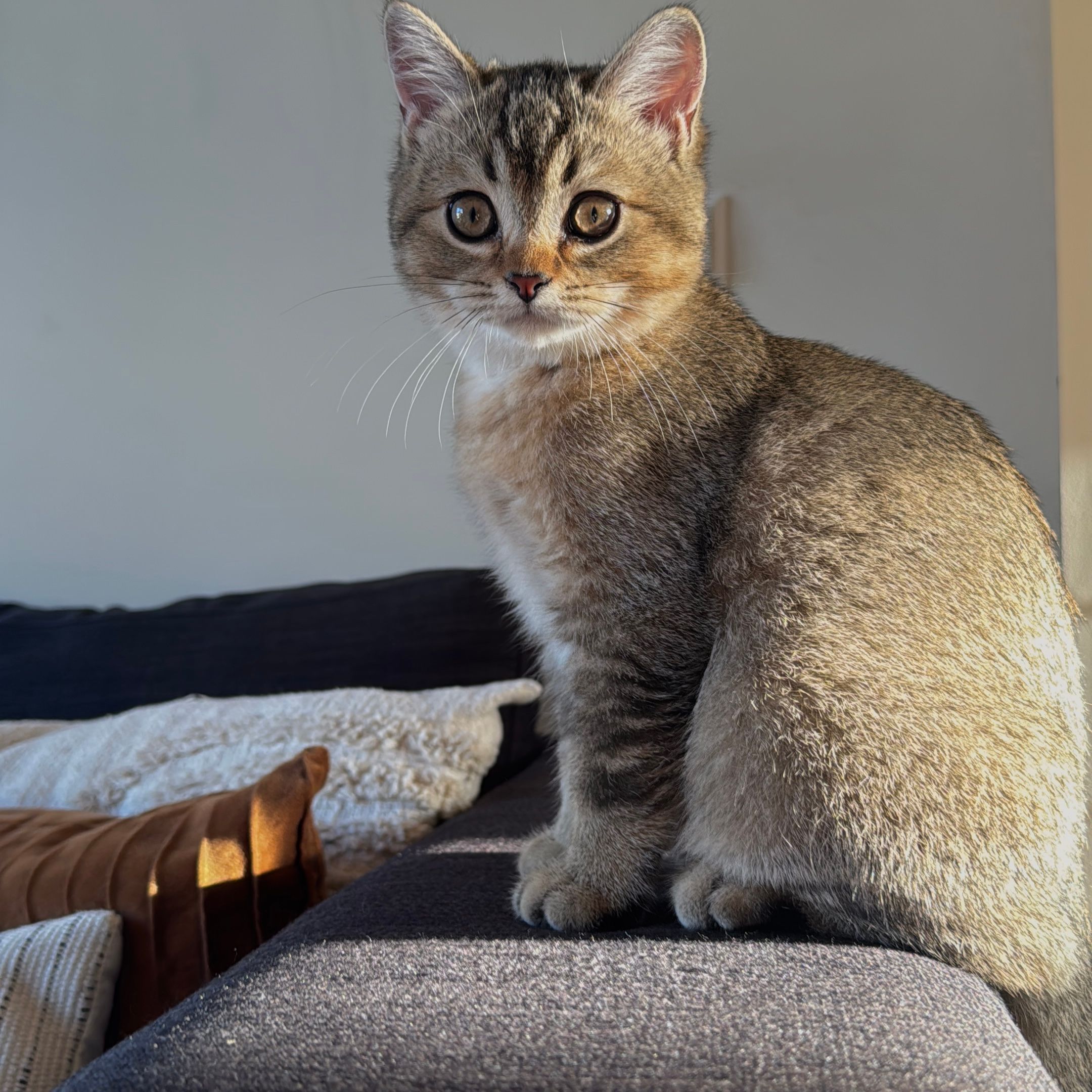Ollie